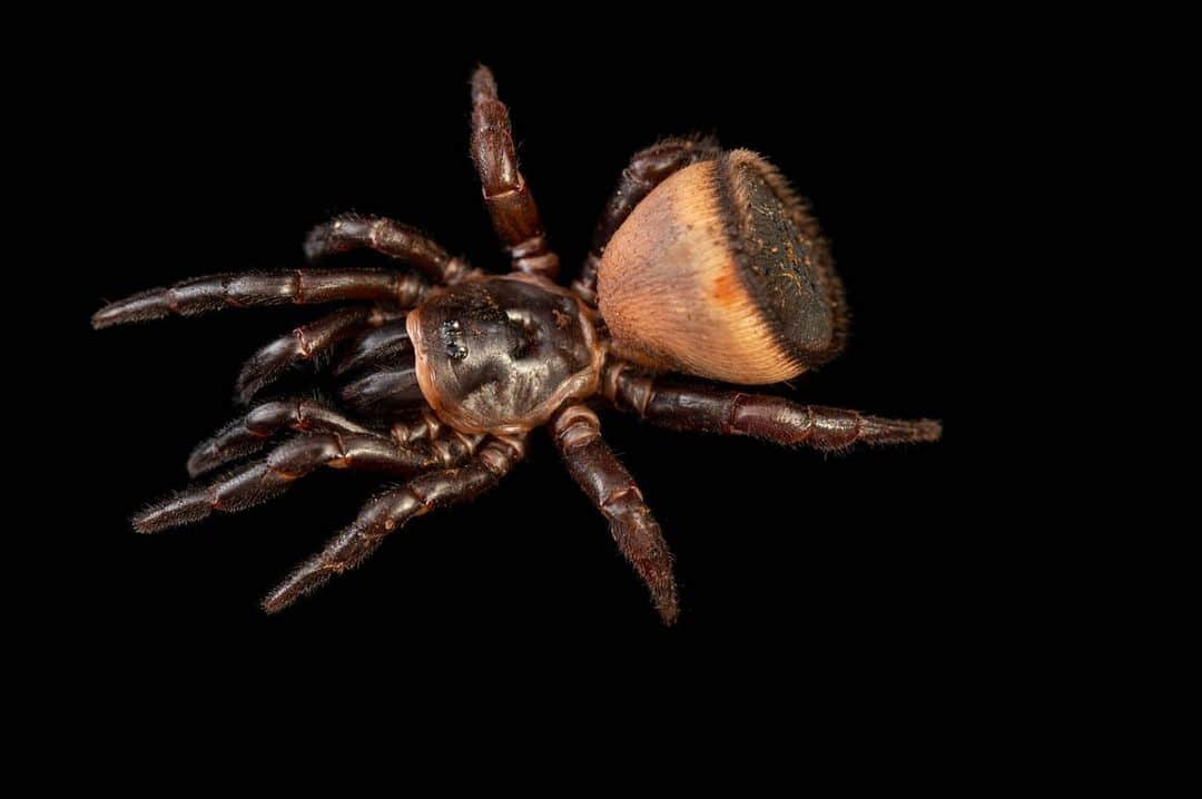 Joel Sartoreさんのインスタグラム写真 - (Joel SartoreInstagram)「With a back end that looks much like an Oreo, this arachnid does not spin webs, but instead, burrows, using its hardened abdominal disc to plug the entry to its underground home. A member of the Cyclocosmia genus, these rare spiders are the smaller, less hairy cousins of tarantulas, and are often regarded as living fossils.   #NationalFossilDay #oreospider #spider #arachnid #animal #wildlife #photography #wildlifephotography #animalphotography #studioportrait #PhotoArk @insidenatgeo」10月11日 23時06分 - joelsartore