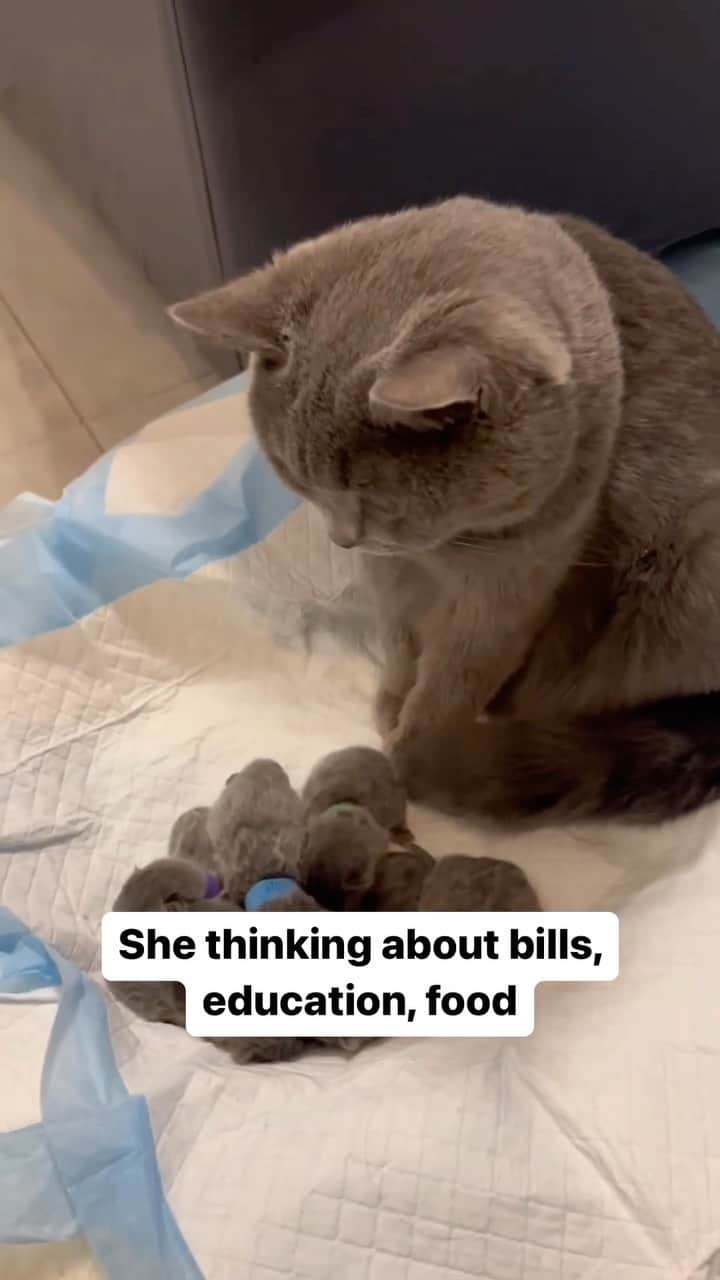 Cute Pets Dogs Catsのインスタグラム：「She thinking about bills, education, food  Credit: adorable @内黄YiYi美甲 | DY ** For all crediting issues and removals pls 𝐄𝐦𝐚𝐢𝐥 𝐮𝐬 ☺️  𝐍𝐨𝐭𝐞: we don’t own this video/pics, all rights go to their respective owners. If owner is not provided, tagged (meaning we couldn’t find who is the owner), 𝐩𝐥𝐬 𝐄𝐦𝐚𝐢𝐥 𝐮𝐬 with 𝐬𝐮𝐛𝐣𝐞𝐜𝐭 “𝐂𝐫𝐞𝐝𝐢𝐭 𝐈𝐬𝐬𝐮𝐞𝐬” and 𝐨𝐰𝐧𝐞𝐫 𝐰𝐢𝐥𝐥 𝐛𝐞 𝐭𝐚𝐠𝐠𝐞𝐝 𝐬𝐡𝐨𝐫𝐭𝐥𝐲 𝐚𝐟𝐭𝐞𝐫.  We have been building this community for over 6 years, but 𝐞𝐯𝐞𝐫𝐲 𝐫𝐞𝐩𝐨𝐫𝐭 𝐜𝐨𝐮𝐥𝐝 𝐠𝐞𝐭 𝐨𝐮𝐫 𝐩𝐚𝐠𝐞 𝐝𝐞𝐥𝐞𝐭𝐞𝐝, pls email us first. **  #sleepingkitty #instakitties #kittycuddles  #catladylife #catsareawesome」