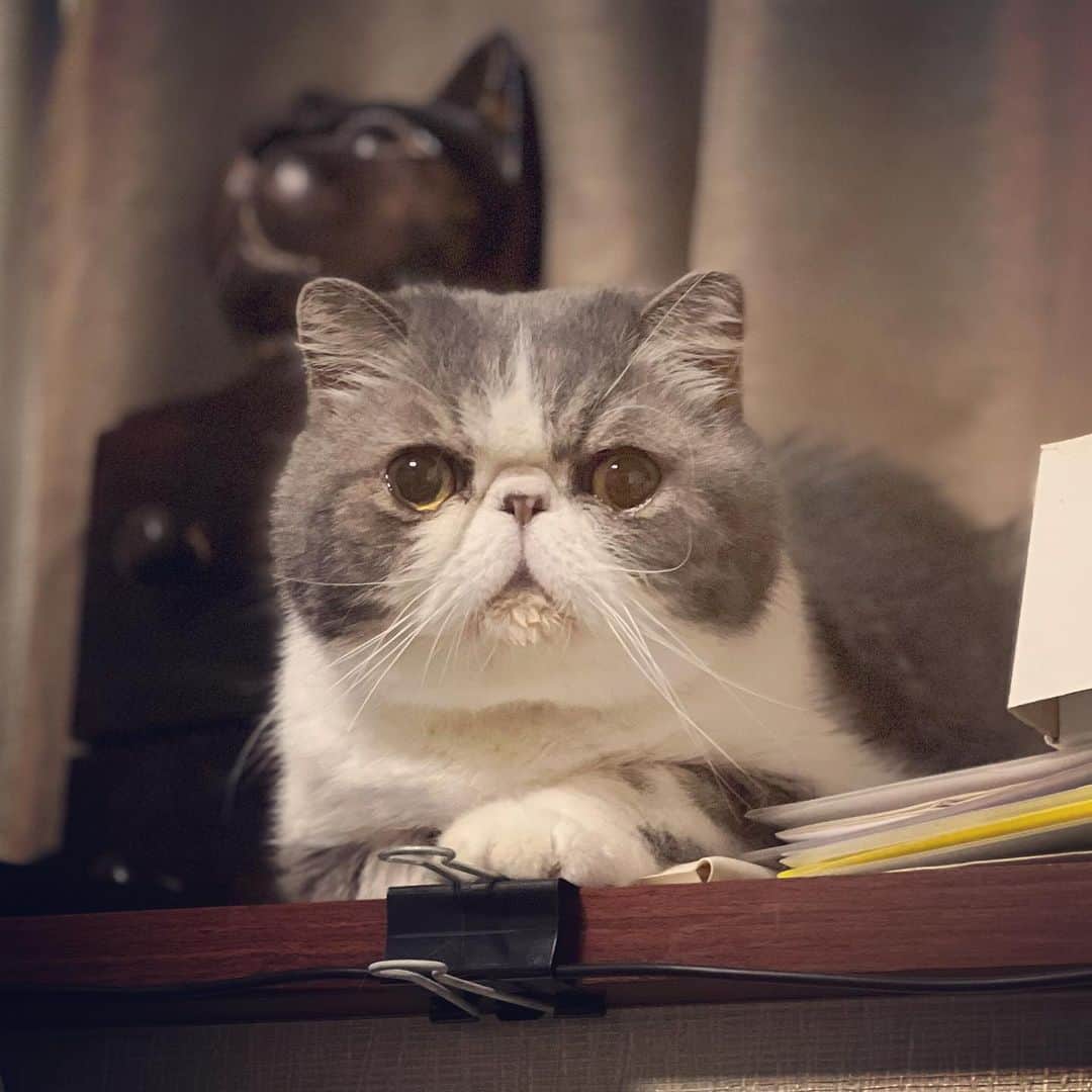 ムスカ(Muska)のインスタグラム：「実はまだそこには上がって欲しくなかった…😺  #ムスカ #エキゾチックショートヘア #ねこすたぐらむ #ふわもこ部 #にゃんすたぐらむ #ねこ部 #にゃんこ #ねこのいる生活 #ねこのきもち #猫写真 #猫大好き #ペコねこ部 #ねこバカ #愛猫 #냥스타그램 #귀여워 #猫咪 #catstagram #kitty #petstagram #instacat #meow #catoftheday #ilovemycat #catstagram_japan #instagramcats #cutepets #Kedi #cat_of_Instagram #katter」