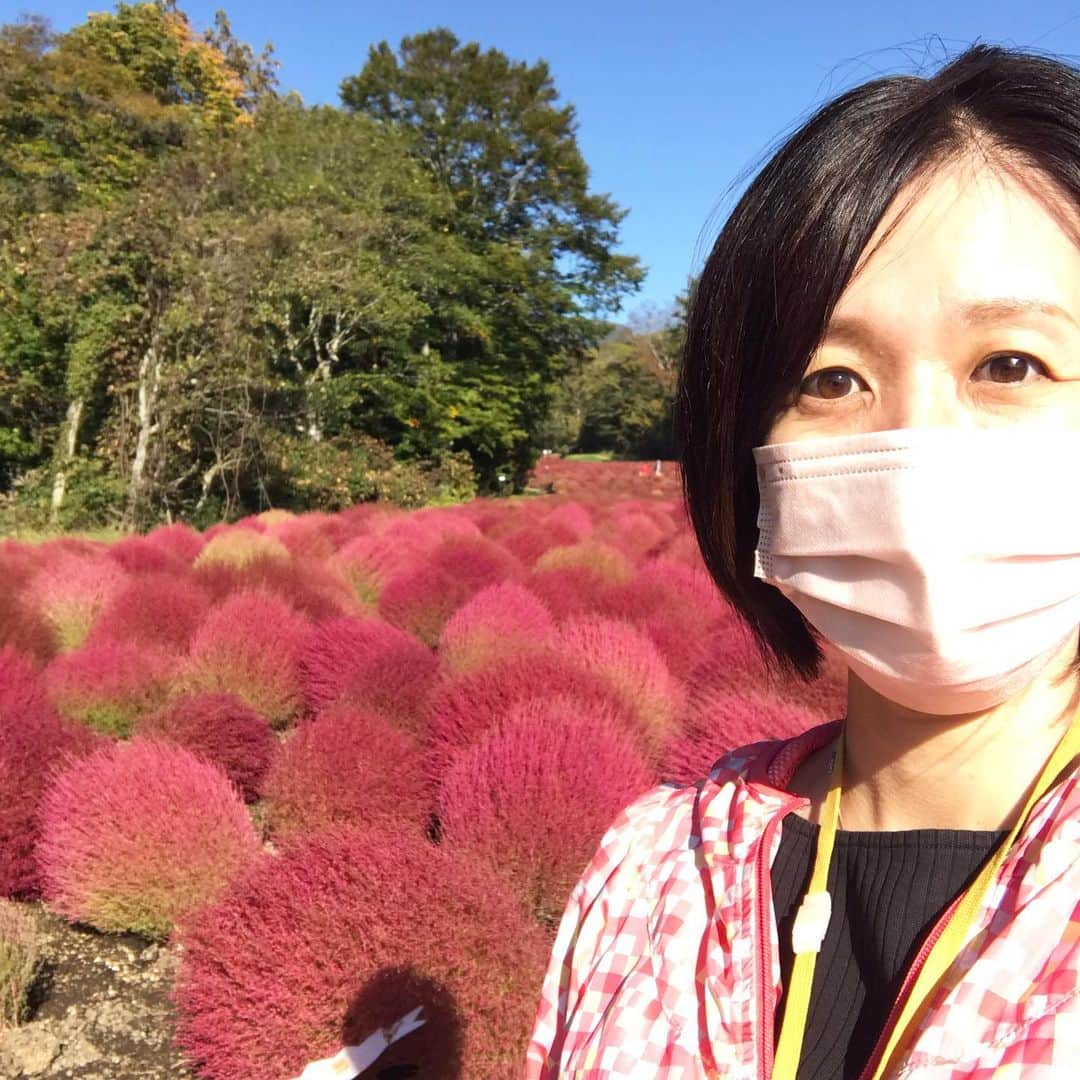 三隅有里子さんのインスタグラム写真 - (三隅有里子Instagram)「* 本日は「たんばらコキアガーデン」で取材📹 丸っとしたフォルムが可愛らしいコキアが今、真っ赤に色付いています。 開園は今月15日までです。  #たんばらコキアガーデン #コキア  #ニュース  #群馬 #gunma  #群馬テレビ #群テレ #gtv #アナウンサー #局アナ #局アナの仕事 #地方局で働くということ」10月11日 23時13分 - misumi_gtv