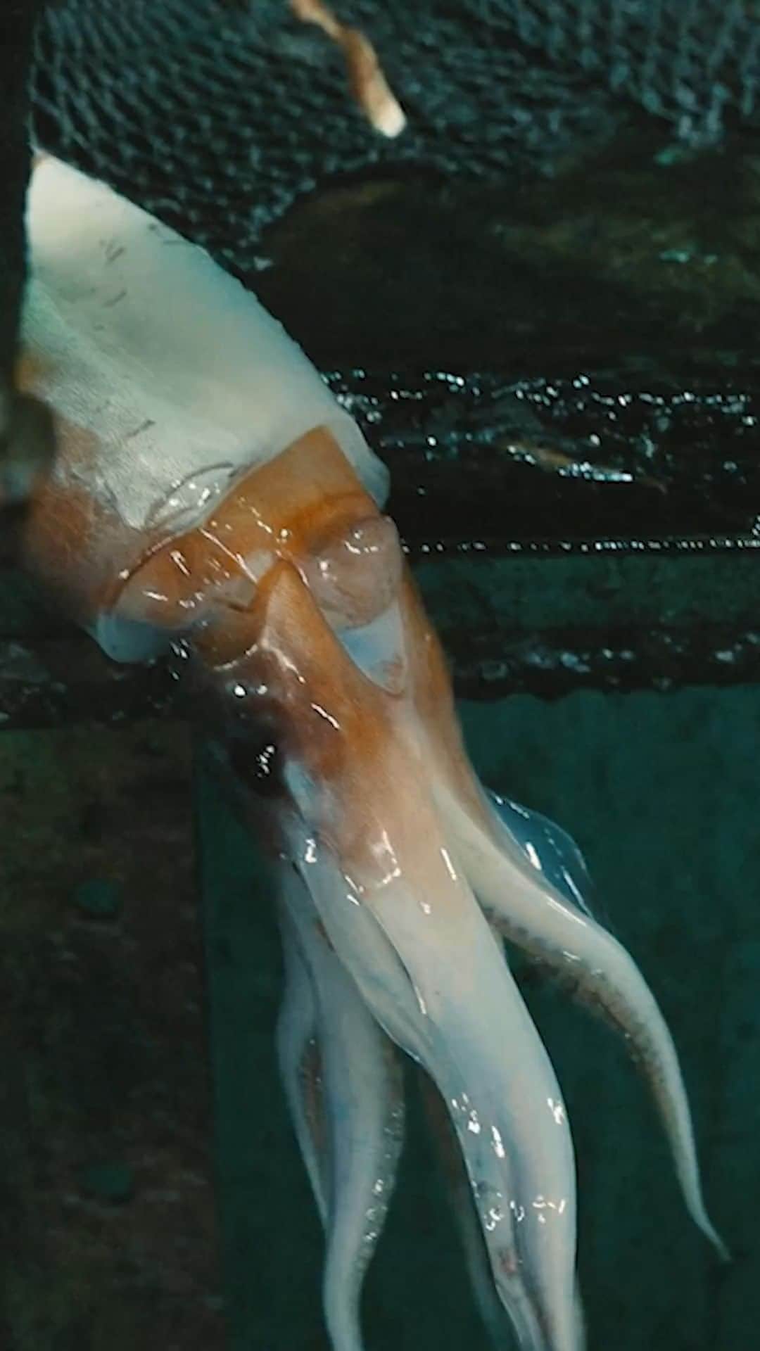 The New Yorkerのインスタグラム：「In February, 2022, @ian_urbina asked the documentary filmmaker @edouphoto to join him at sea, boarding Chinese squid ships. China has the world’s largest distant-water fishing fleet, catching billions of pounds of seafood annually, the biggest portion of it squid; the fleet is rife with labor trafficking, abusive working conditions, and violence. Urbina was working on a reported feature about the environmental and human-rights record of the fleet. Ou’s film “Squid Fleet” captured something different, combining fictionalized narration with real footage from the trip to capture a strange world that few outsiders get to see. “Our goal was not only to convey information but also to capture the complex motivations of the fishermen,” Ou’s co-director, @willnmiller, said. Watch their hybrid documentary at the link in our bio.」
