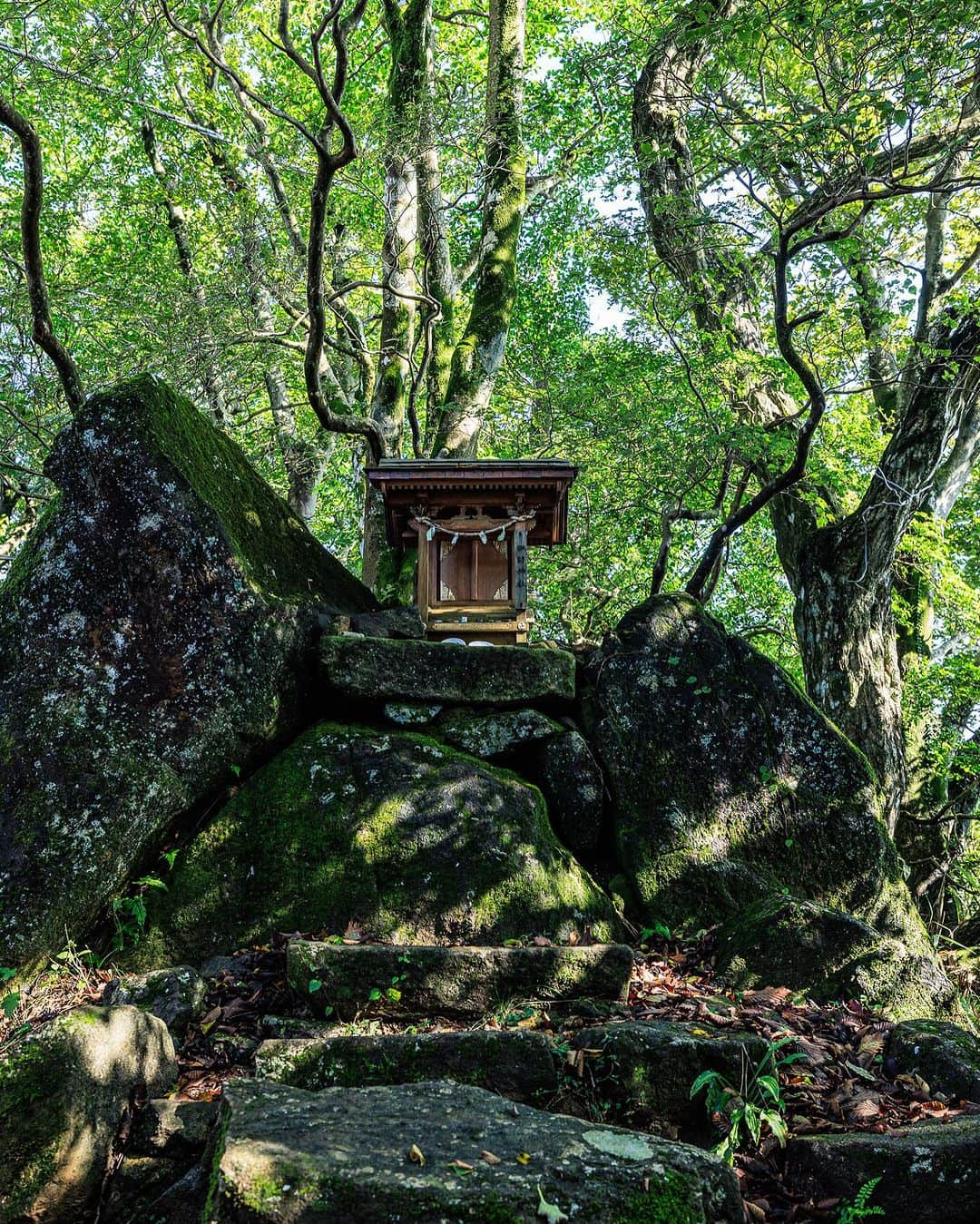 SHOCK EYEさんのインスタグラム写真 - (SHOCK EYEInstagram)「3000年の歴史を誇る筑波山神社の御神体である筑波山には２つの峰がある。 男体山と女体山⛰️  国生みの二柱。 縁結び、夫婦和合の神でもある、 イザナギノミコトを男体山871ｍに祀り、 イザナミノミコトを女体山877ｍに祀っている。  山の麓の筑波山神社を参拝した後、ケーブルカーに乗り山頂駅までいく。  それぞれの峰の頂に奥宮があるので、駅から左右にこの２つの峰を順に登山するんだけど、 それぞれ往復1時間ほど、、  女体山の方は距離が少し長く傾斜は緩やか、男体山は逆に距離は短いけれど、傾斜が少し急な感じ。   途中、色々な名所、パワースポットもあり、普段運動不足という方にはちょうどいい軽めの登山、ハイキングという感じで、 僕らも軽快にとても気持ちよく登拝させてもらいました^ ^  特に女体山の山頂の見晴らしが最高で、岩壁の端に立つと空に浮いてるような感覚✨ 写真では伝えきれない素晴らしい景色だったよ。 （ちょっと落ちそうでこわいくらい😅） 是非実際に見てほしい😊  男体山、女体山と登拝し、終わってみたら本当に清々しい良い気持ちになったんだけど、 実は、この登拝の最中、珍しく幸運に思える良い出来事があったんだよね。  一つは、山道で、カエルとそれを追いかける蛇に出会いました🐍 突然のことでマジでビックリしたんだけど、 ガマ油も有名な地で出会うカエル、そして縁起の良い蛇✨ 今まで本当色々な神社を参拝、霊山を登拝してきたけど、初めてのことだったんだ✨ そして極め付けは山頂で休憩している時、なんとも綺麗な黄色いアゲハ蝶が近づいてきて、ずっと僕らの周りを飛んだり、近くに止まったりしてくれました^ ^  黄色い蝶も吉兆の知らせなんて言われているから、なんだかとても幸せな気持ちになったよ。  蝶の写真は撮れたのでシェアするね^ ^  ということで、 僕にとっては３度目の筑波山神社⛩️ 少しボリュームのある神社巡りがしたい人、縁結びや、夫婦円満などのご利益を得たい人は、是非訪れてみてはどうかな？ オススメです👍  #筑波山神社 #筑波山 #神社 #shrine」10月12日 9時19分 - shockeye_official