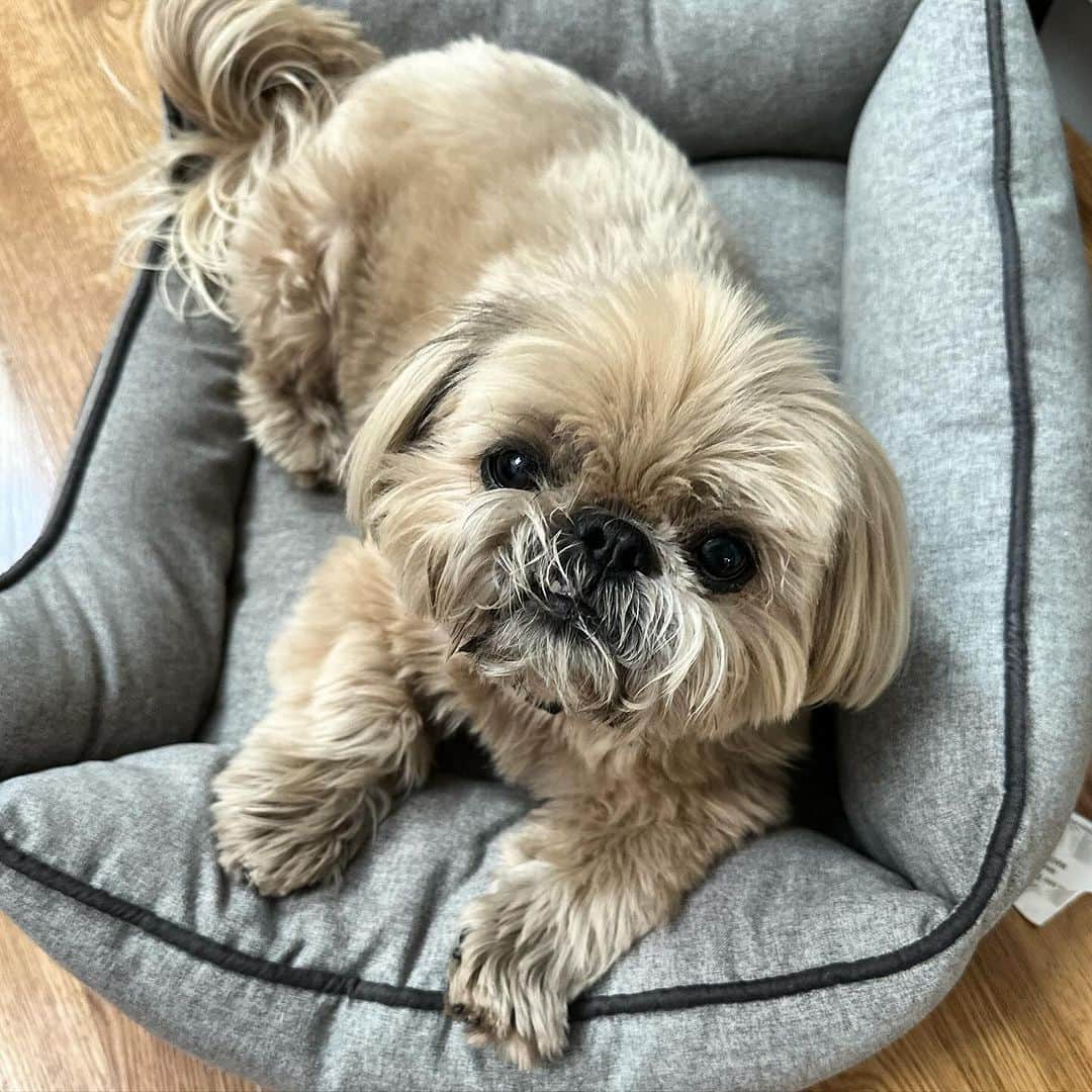 Dougie the Shih Tzuのインスタグラム：「Wispy whiskers.」