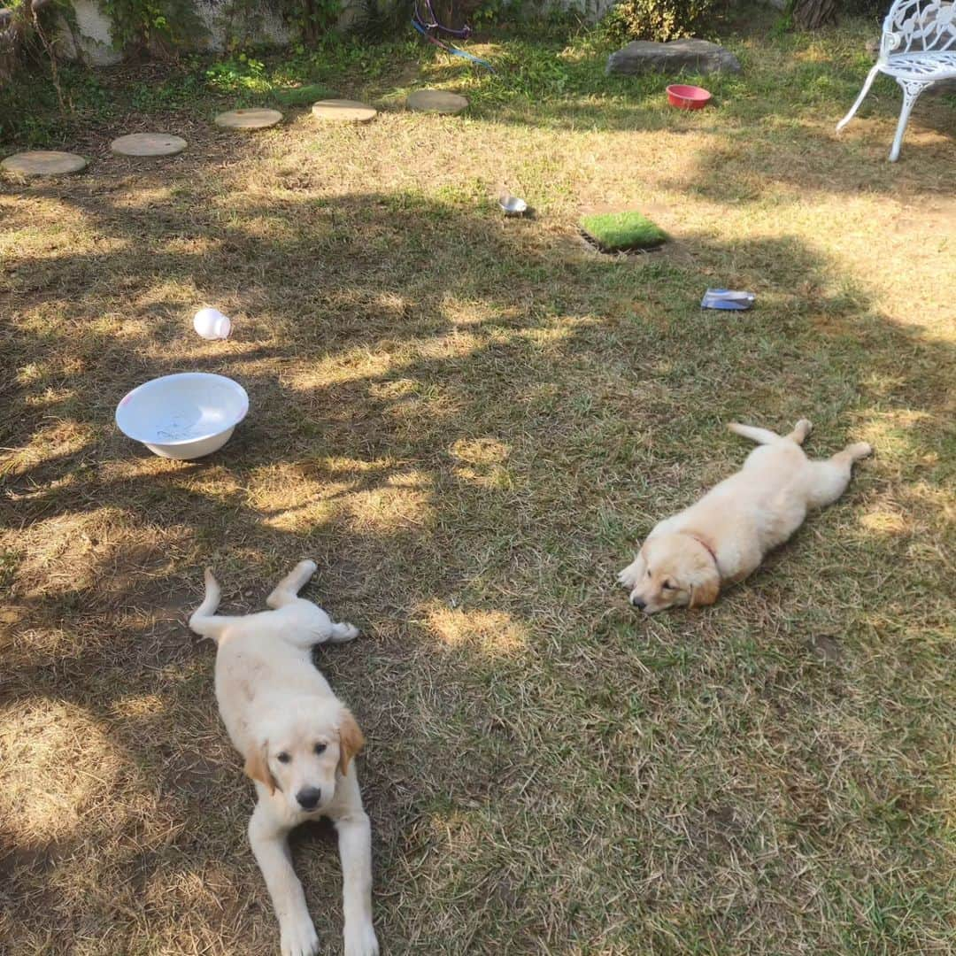 ファン・ジョンウムのインスタグラム：「🐶」