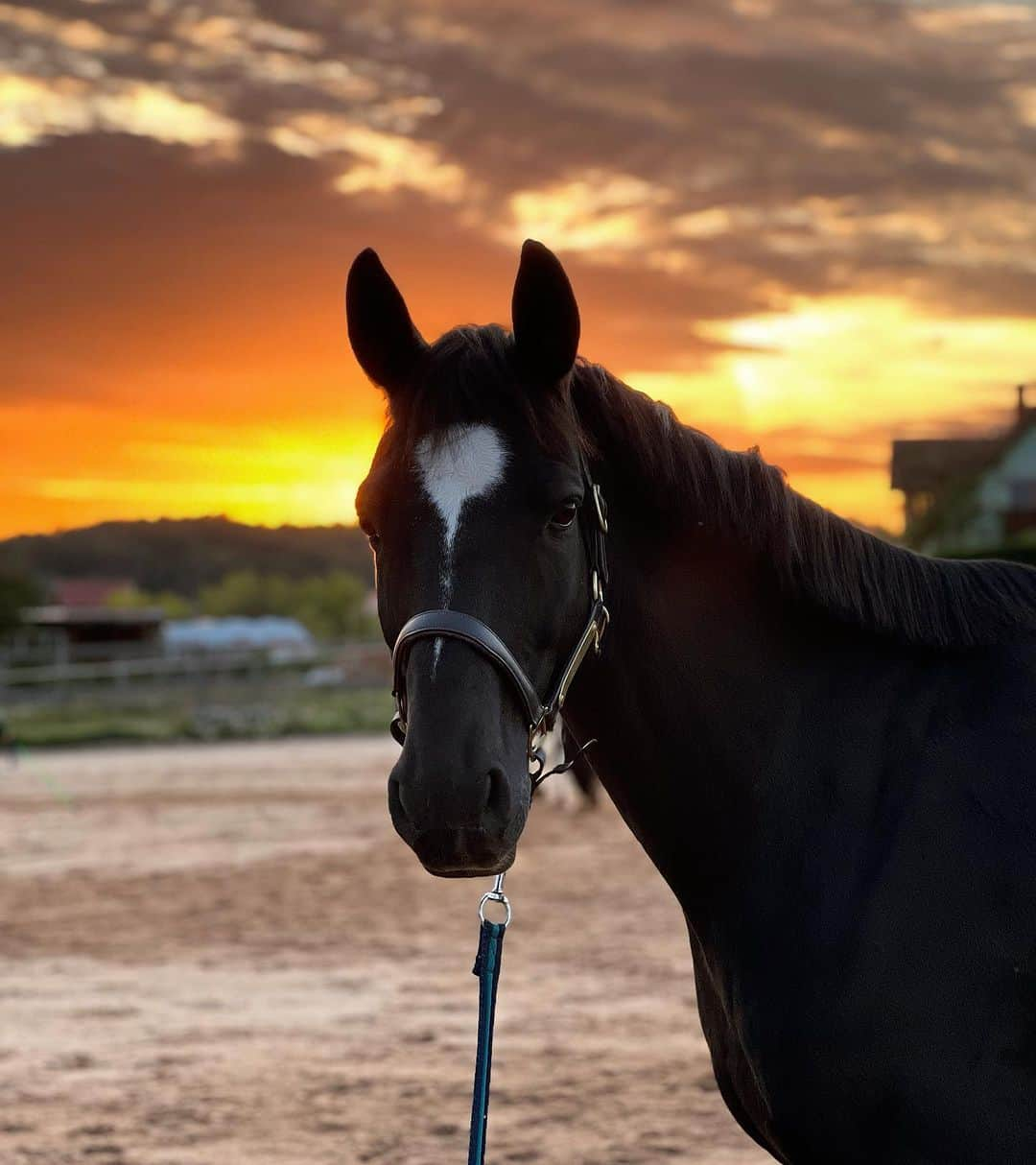 ジーナ・ルケンケムペルさんのインスタグラム写真 - (ジーナ・ルケンケムペルInstagram)「Offseason was great ⛰️🐶🐴 but I can’t wait to get back to full work 🔥  #offseasonphotodump  #teamlückenkemper #teamlueckenkemper」10月12日 1時53分 - ginalueckenkemper