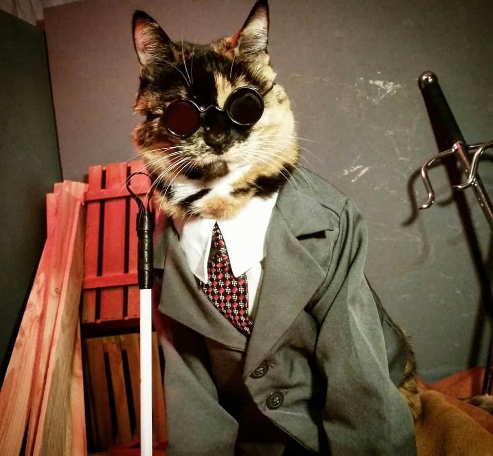 猫コスプレのインスタグラム：「Catt Murdock, Avocado at Law  #Daredevil」