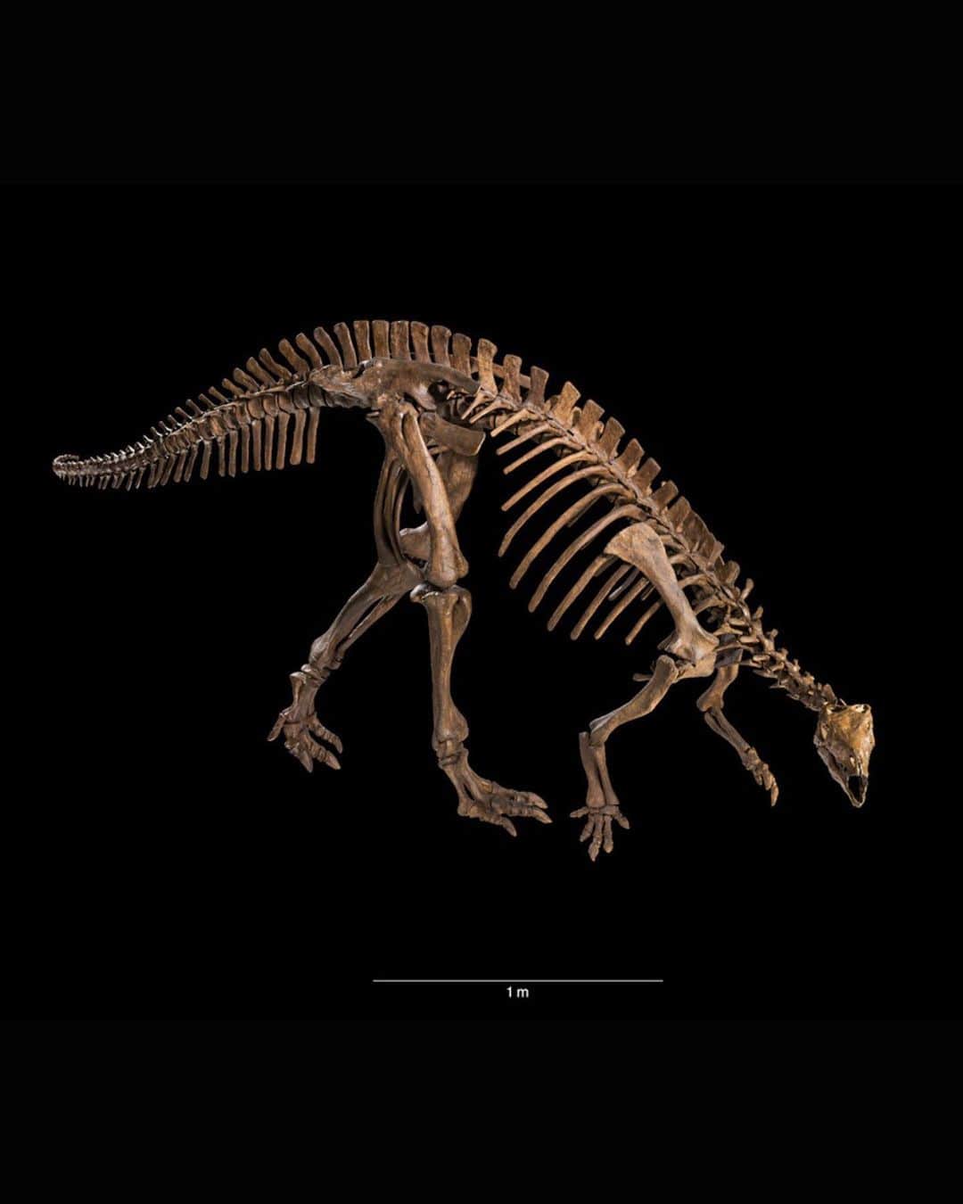 スミソニアン博物館さんのインスタグラム写真 - (スミソニアン博物館Instagram)「Five fab finds on this #NationalFossilDay from our @SmithsonianNMNH to show your dino-obsessed BFF. But did you know that not all fossils are dinosaurs? Swipe to the last picture to see a “Lepidodendron,” an extinct tree-like plant that could grow up to 160 feet tall!   Learn more about each fossil below and check out @smithsonianNMNH’s latest post to learn how these fossils got their names.  🦖🦕🦷🌿  1. Centrosaurus apertus: This fossil was collected in Canada in 1917. It’s between 70 million to 80 million years old.   2. Gulo gulo: More commonly known as a wolverine, ours was collected in 1914 Maryland and is between 250,000 to 1.9 million years old.   3. Camptosaurus: Ours was collected in Wyoming back in 1885 and is between 149.2 to 154.8 million years old.   4. Otodus megalodon: Better known as “megalodon,” this large tooth comes from an extinct shark that lived between 3.6 million to 23 million years ago.   5. Lepidodendron: This extinct plant fossil is between 315.2 to 307 million years old.」10月12日 2時04分 - smithsonian