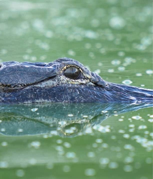 ナショナルジオグラフィックのインスタグラム：「Video by @carltonward | An American alligator glides through a wetland in a 17,229-acre (6,972-hectare) ranch that was just approved for protection in the Florida Wildlife Corridor. On September 18, 2023, the governor and cabinet voted to spend $141 million to conserve six properties, adding more than 42,000 acres (17,000 hectares) of land to the corridor. Over 160,000 acres (65,000 hectares) have been approved for protection since the signing of the Florida Wildlife Corridor Act in June 2021. Florida’s population is growing by more than a thousand people a day. To keep the Florida Wildlife Corridor from being broken apart by development, conservationists are working to protect an additional 800,000 acres (325,000 hectares) of the corridor by 2030.」
