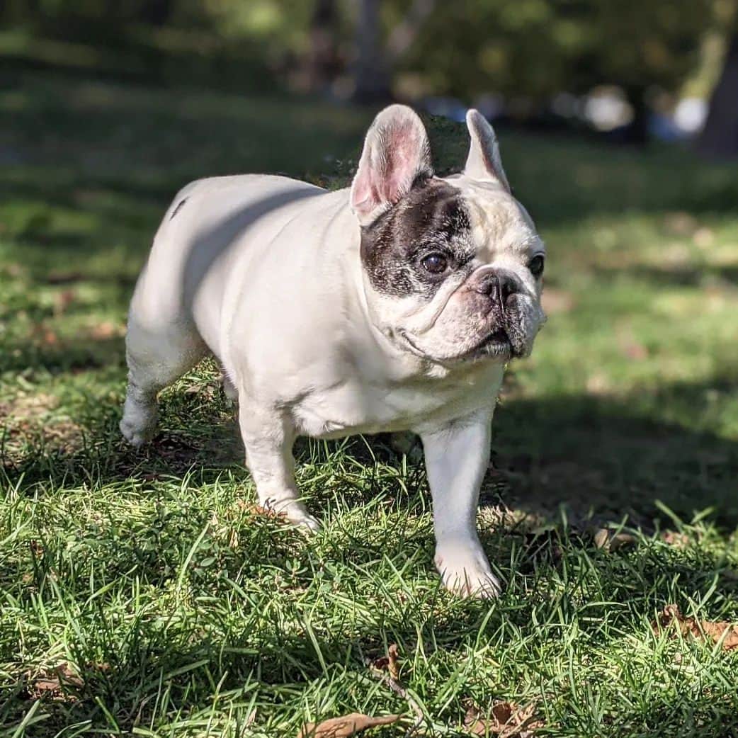 Manny The Frenchieのインスタグラム：「I like to picture my baby boy running his lil heart out up there 💖 #RememberingManny  #Mannyforever」