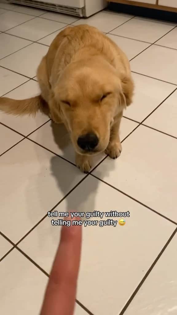 DogsOf Instagramのインスタグラム：「@julesmeetswod looks innocent to us 😇 What do you think?   #guiltydog #naughtydog #funnydogsofinstagram #dogsofinstagram」