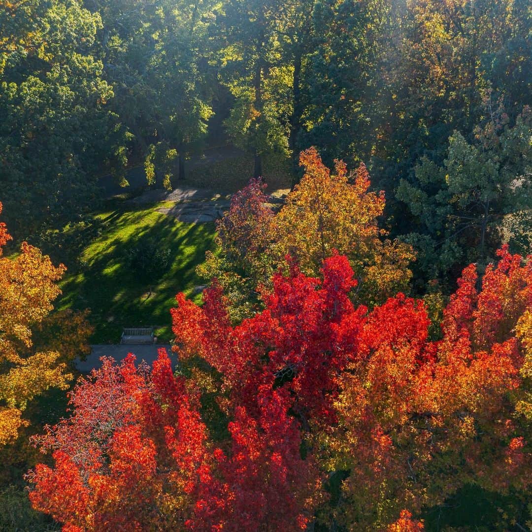 ニューヨーク植物園のインスタグラム：「Want to keep up with the changing colors of fall as the Garden enters one of its most beautiful seasons? Our forest cam is live! 🎥🍁   Hit the link in our bio to get a peek into what awaits you each week at NYBG using our fall foliage livestream, along with a foliage tracker that shows you just how far along the leaves are across our 250 acres. We’re looking forward to a STUNNING show of color for local leafers this year, and can’t wait to see you out and about in New York City’s most incredible autumn landscape.   #FallFoliage #plantlove #FallOWeen」