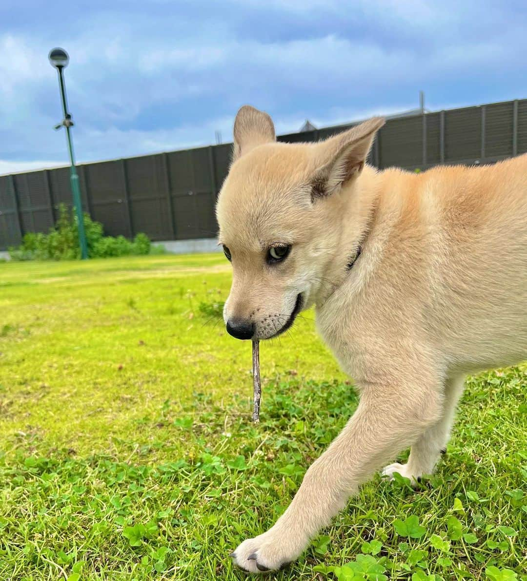 坂上忍のインスタグラム：「木の棒GET。 いいでちょ♡  名前：Be(ビー) 年齢：当時3ヶ月 性別：男の子 犬種：MIX 趣味：ハリーにくっつくこと  Name：Be Age : 3 months Gender : boy Breed : MIX Hobby : cuddling with Harry  #さかがみ家 #保護犬 #保護猫 #里親募集中 #犬#猫#かわいい #dog #cat #animals #nature #animallover #pets #cute #adaptable #dogs #cats #instaanimals #adaption #rescuedogs #rescuecats #puppy #kitten #japan #animalshelter」