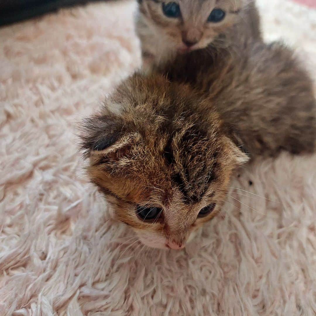 高口里純のインスタグラム：「今朝の様子🐱 💩もしました～😃✌️ おしっこもいっぱい。 耳たれだね！ 久しぶりの育児なので、ミルクの温度とかあたふた。 でも、上手に飲むよ～😆  さて、昼寝するか。 (仕事は？(笑))」