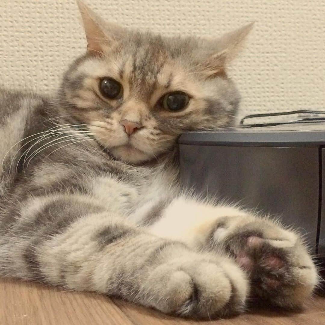 なごむのインスタグラム：「※ Isn't he cuter than Emma Watson?  （彼はエマ・ワトソンよりかわいいよね？）  Hey, why are you saying something so obvious now?  （おいおい、なにを今さら当たり前のことを言っているんだい。）  は？  #それではお聴きください  #全米756位  #苦情受付けまへん  c/w #クロメ100%  #童顔サイボーグ  #ミトン装着」