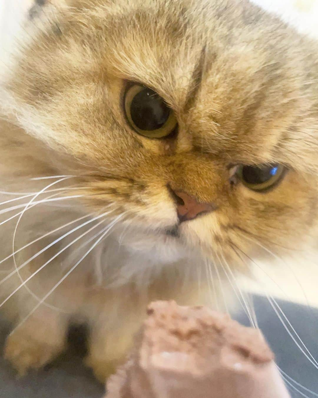 環奈（長沢菜々香の飼い犬）のインスタグラム：「. 近い！ 冬毛なので🦁みたいになってきたね〜」