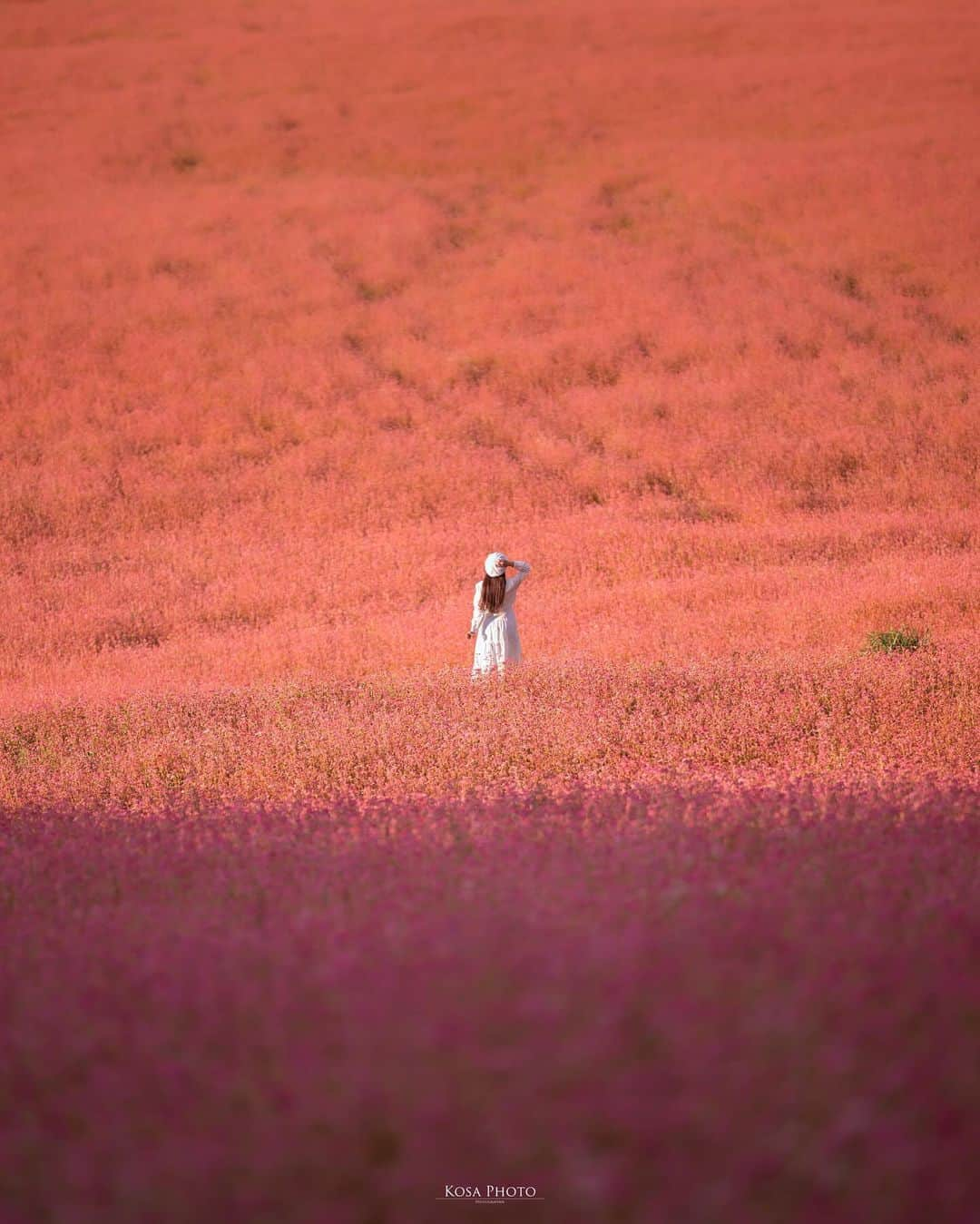 コサのインスタグラム