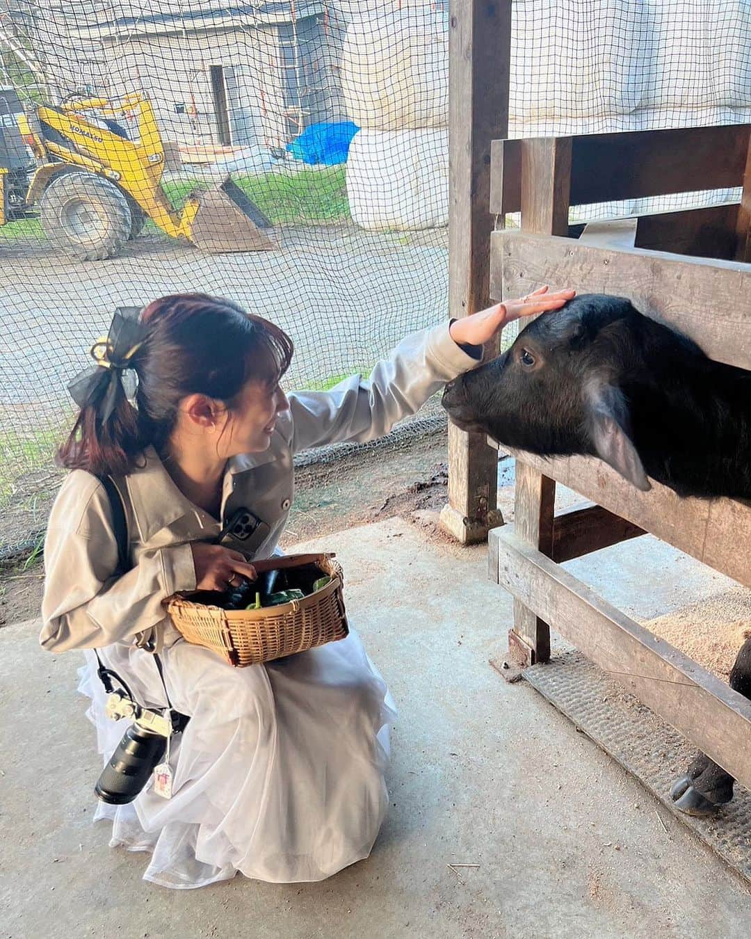 堀江聖夏のインスタグラム：「⌇🍃🐂 ⁡ 千葉・木更津の「KURKKU FIELDS」 ⁡ 大切に大切に育てられている水牛。 ⁡ 水牛の飼育に適しているのは、 イチジクとビワが育つ土地とのことで 日本にはそのような土地が少なく、 水牛の酪農家は北海道に2軒しかないとのこと。 ⁡ そして、現在オーストラリアから 輸入し、水牛を木更津で 育てられ"水牛チーズ"を日本で 唯一作られている、竹島さん✨ ⁡ 「作りたて」にこだわり、 夜中の2時からチーズを作られています。 ⁡ モッツァレラチーズも リコッタチーズも こんな美味しいの食べたことない。 と思わず言葉が溢れるほど、 濃縮された水牛ミルクの甘さと濃さに 感動しました。 ⁡ _______________________________ #KURKKUFIELDS #水牛 #自然 #木更津 #水牛モッツァレラ #千葉県」