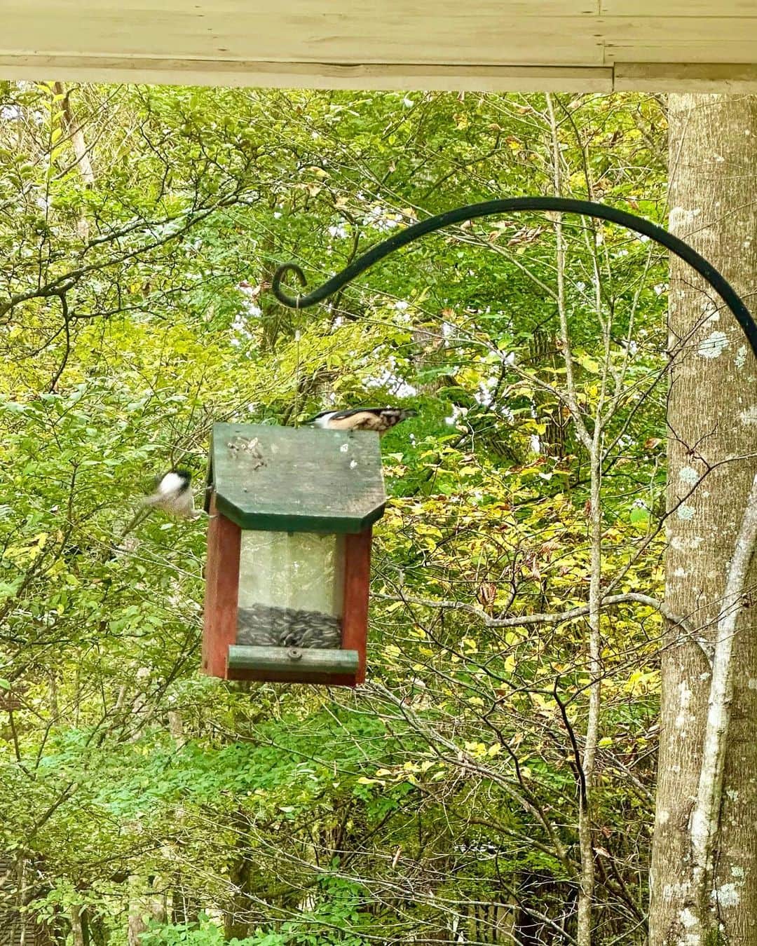 山崎陽子のインスタグラム：「小鳥来る 餌箱のひまわりの種を狙って、 小鳥たちがデッキに。 #八ヶ岳の日々 #小鳥来る  句友の素敵な一句を思い出す。 山荘の窓はカンバス小鳥来る　貴弘」