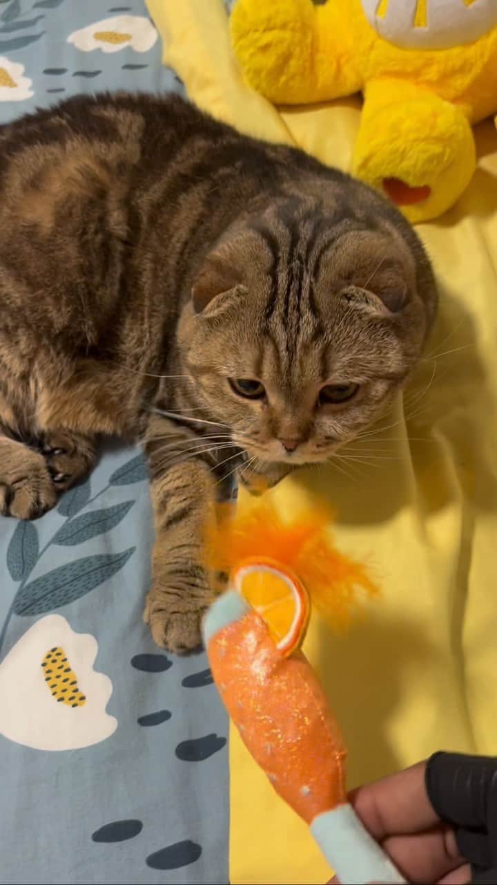 MSHO™(The Cat Rapper) のインスタグラム：「SEEING in my Cats Like this TOY!!! PART 1! Let’s see which of these toys my cats actually play with! hope y’all enjoy! LET US KNOW IF YOU WANT PART 2!?!? #TheCatRapper #CatMan #CatMom #CatToy #CatToys #Review #MoGang」