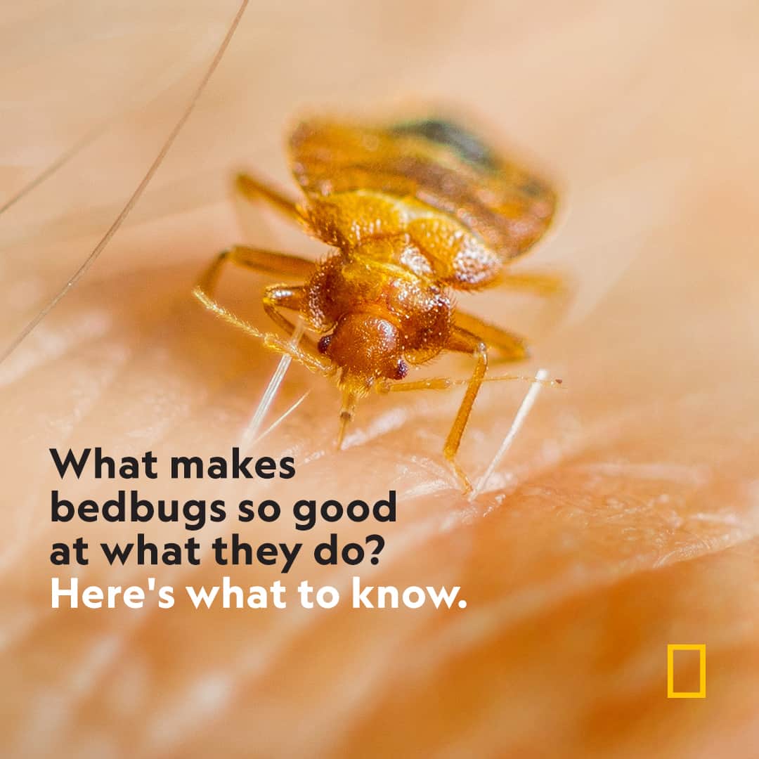 ナショナルジオグラフィックのインスタグラム：「Uncover more at the link in bio.  Fashion designers and celebrities recently gathered in Paris for Fashion Week—but they weren’t the only ones making headlines. Bedbugs crawling through the cushioned crevices of the city flooded social media, fueling widespread concern due to the number of travelers that could return home with a bloodsucking hitchhiker in tow. The situation in Paris may not be an outbreak at all, but rather evidence of a longstanding issue and an example of what makes these critters so effective.  Photograph by Edwin Remsburg, VW Pics/ Getty Images」