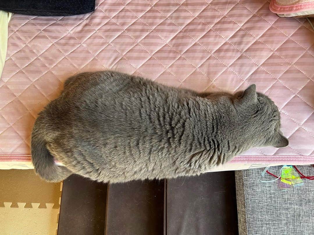 のインスタグラム：「おはにゃん😉 端を攻める #諭吉 と ど真ん中の #幸来 ☺️  昨夜遅くに、夫が赴任先から帰ってきました✈️  電話にも気づかず寝てたの…🥹 ママちゃんがカギを開けてくれました😓 幸来ちゃんはリビングまでお出迎え、諭吉はゴロゴロ🙄 よくできたお子たち☺️  ダメダメ母ちゃんの元、良い子に育ってくれてありがとう🥰  夫よ、すまぬ💦 そんな夫は仕事でもう出掛けた  挽回せねば…  #諭吉と幸来 #ゆきさく #猫のいる暮らし」