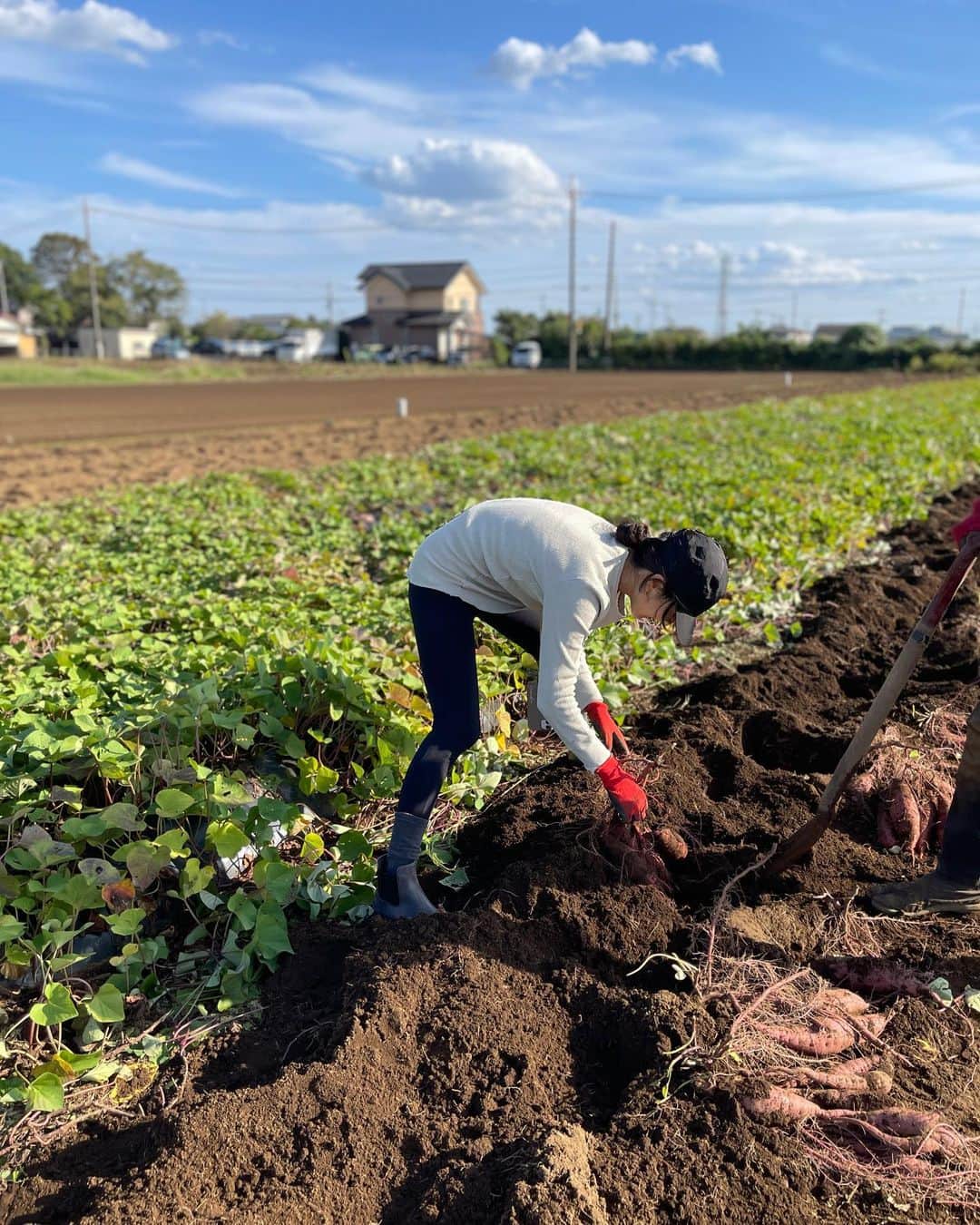 梅澤友里香さんのインスタグラム写真 - (梅澤友里香Instagram)「昨日はお休みを頂いて🙏🏻 ずーっっっと行きたかった 『自然栽培』農法の農家さんの畑へお手伝い🍀  幼馴染が @ak_shizensaibai で働いていて 農家さんに行く前にも いっぱい良い話を聞いたり 実際に食べて、感動したり 農家さんのお話聞いて行きたい欲どんどん出て✨ （結構前から思ってたけどやっと実現😍）  一応私、農業学校3年間行っていて もぅ昔の話で全く戦力にはならないのですが（笑） こういった素人を快く受け入れた 明石農園さん✨ @akashiyasai  本当にありがとうございました🥺🙏🏻  明石農園の方々とお手伝いの皆さん みんな優しくてワイワイお喋りもしながら（ちゃんと働け😂） すっごく楽しい畑時間でした😭✨ 土に触れている人達って圧倒的に良い人が多い気がする✨  土はビックリするくらいふわっふわで さつまいもの収穫の根？の強さにビックリ😳  あとは、紫蘇の実を収穫したり✨ いい匂い過ぎました😭✨  農業の楽しいところを特に選んで お仕事させて頂いたと思うのですが、、、 楽しい200%でした😂🙏🏻✨  農家さんのお仕事って天候に左右されるし （今年は特に暑くて大変だったみたいです💦） 予想通りにいかないことも多い中 作業も大変だったりして 本当に尊い尊敬する職業です🥺 自然の力とそれをサポートしている方々に生かされているなぁ。と。  トンボもいっぱい飛んでて秋を感じたり　 土にいるゲジゲジ虫が可愛いと思ったり😂  農業学校に行ってた時に感じていたのですが、 学校で見る虫は どんなにゲジゲジでも嫌じゃないのに 家とか日常で見る空間の虫はどんなに小さくても嫌。  って感覚があって これって、自然の中での虫は当たり前で 『異物』『異質』ではないから 怖くないし、もはや可愛い。（笑）  けど、コンクリートジャングルの中で見たら 明らかに『異質』な存在だから 不快なんですよねぇ🤔 ただそれだけなんですよねぇ。。  逆に自然の中で『異物』にならない そんな人になりたいなぁ。 と思う訳で。。。🥺  まだまだ書きたい、載せたい写真沢山あって🤭 part2へ続きます✨  一緒に行ったのは大好きな相棒 @m.cookingsalon ちゃん❤️  行きも帰りも喋りっぱなしで 素敵な場所、素敵な人たちに囲まれた 最幸な一日でした✨  スマホはほとんど見ず、 目の前の美しい景色を見れたそんな1日でした✨  ありがとうございました🙏🏻✨  続く、、、❤️  #自然栽培 #自然栽培のなかまたち #明石農園 #農業　  #生きるヨガ #ヨガつぶやき   #健康美 #インナービューティー #哲学 #サスティナブル #メンタルヘルス  #ホリスティックライフ　#ヨガ哲学　  #ヴィーガン　 #ベジタリアン #オーガニック　 #wellness  #ウェルネス  #yoga  #ヨガ #ヨガインストラクター  #美と健康 #beauty #health #ストレッチ #しなやか #ヨガライフ  #naturalbeauty #yogini」10月12日 8時56分 - yurika_umezawa