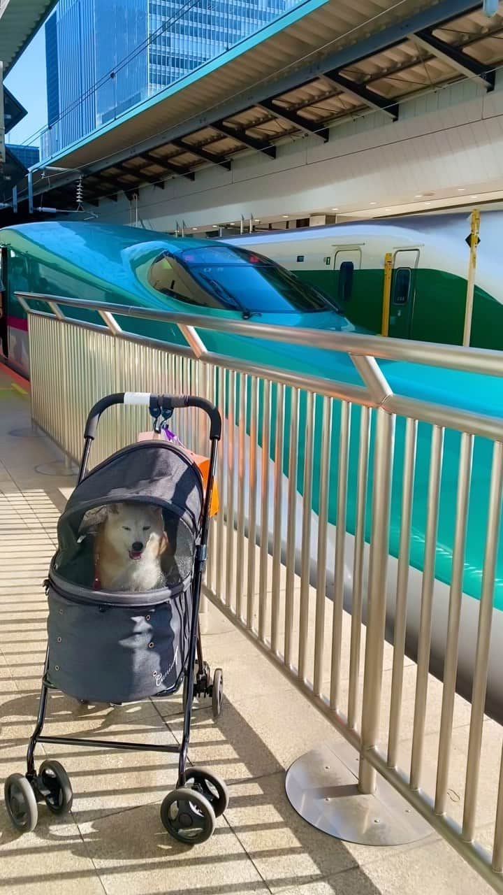 柴犬 けんしろう ゆりあのインスタグラム：「🚄🐶✨  ゆりあさん大冒険の旅 しゅっぱつしんこーう🚄🐶✨  さて、行き先はどこでしょう？  ゆりあさんの心の声🐶 ↓ ちょっとちょっとー！ お世話係、乗る新幹線間違えてない？ いつもの青い顔(かがやき🚄)じゃないよ！ この子の顔、緑色だよ、大丈夫？  #新幹線 #shinkansen  #はやぶさ」