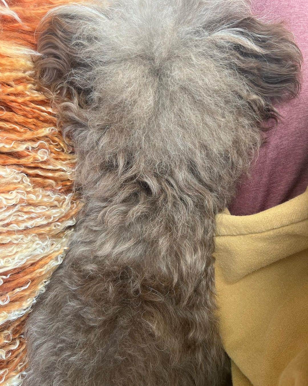 CHARAのインスタグラム：「寒くなってきて クッションと私の間に挟まるやつ  密な関係のシーズン  もう、裸足は厳しくなってきた  通り過ぎていく 小学生の男の子、短パン半袖」