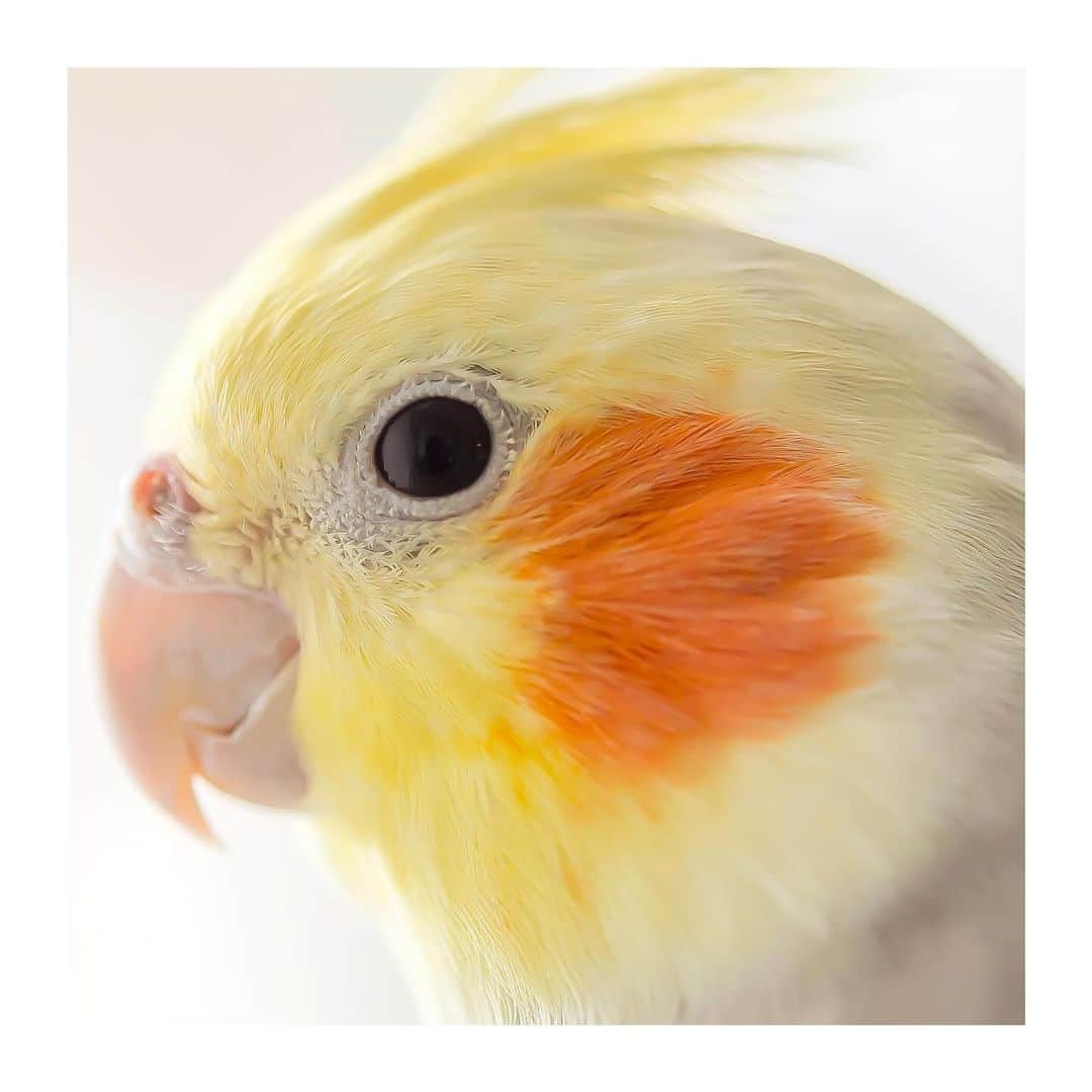 のインスタグラム：「best photo  http://www.ryoichisakai.com  #オカメインコ #ぽぃちゃん  ©︎ryoichisakai」