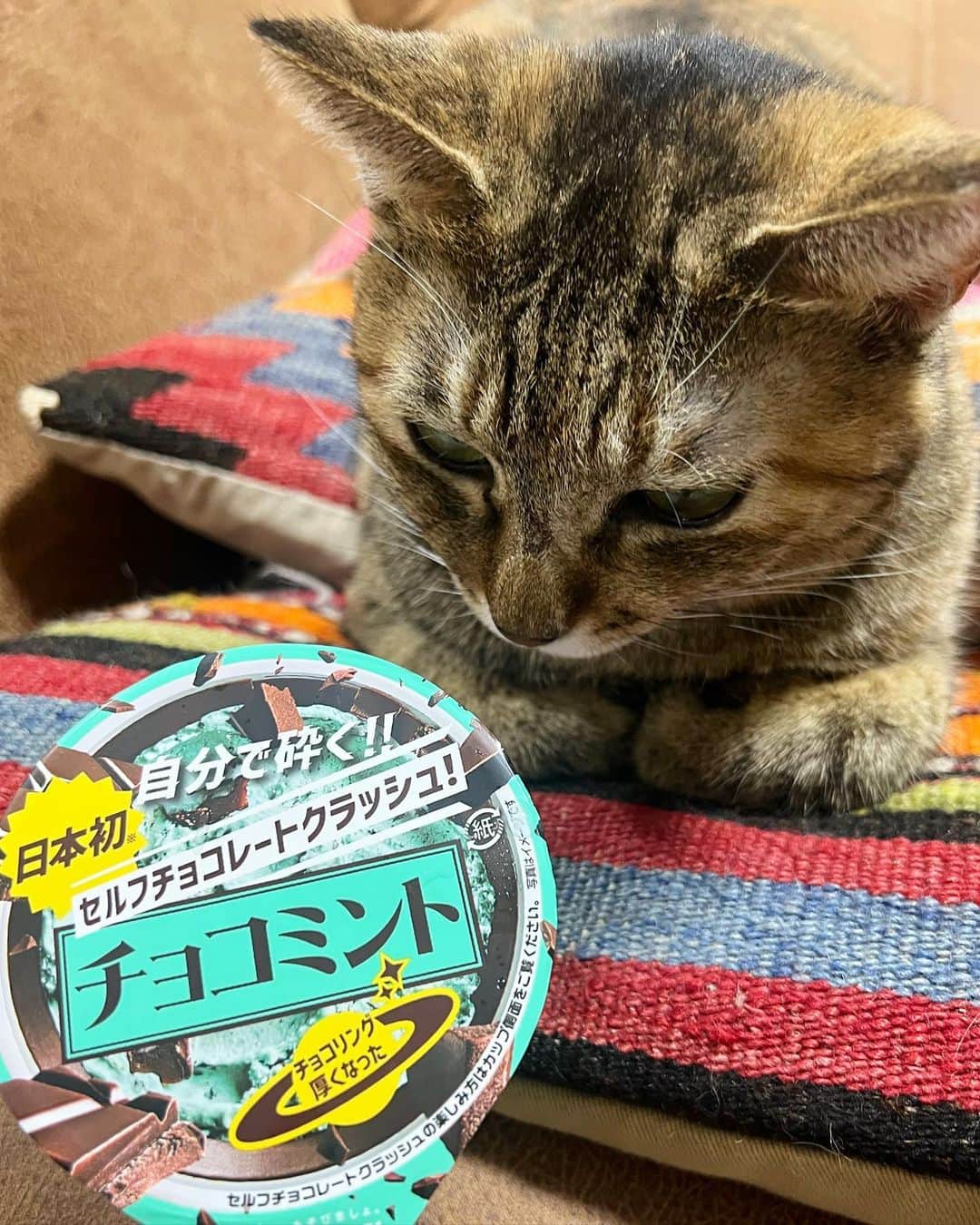 黒猫さんのインスタグラム写真 - (黒猫Instagram)「🐱みんにゃさん、陰陽座のツアーおうえんしてくれてありがとう🐟 くろねこちゃんとってもしやわせで元気いっぱいで、かえるなりアイスたべてたよ🐙どゆこと⁉️ みんにゃさんもしやわせだったらちまこもうれしいな🪼 これからも大いニャるニャッ歩しようね❤️  という訳で、お留守番ちまこも元気に待っていてくれました🤘 まだまだ幸せの余韻でいっぱいなので、皆さんもツアーで楽しかったことや各地の思い出、美味しいちゃん情報などがあればいつでも教えてくださいね☺️  あらためて、本当にありがとうございました🩷 （ストーリーズではちまこがニャッ歩しています🐈‍⬛🐾）  Have you been a good girl?🐱🩷 #陰陽座 #onmyouza #麦わら猫 #保護猫 #猫のいる暮らし」10月12日 18時43分 - kuroneko_omz