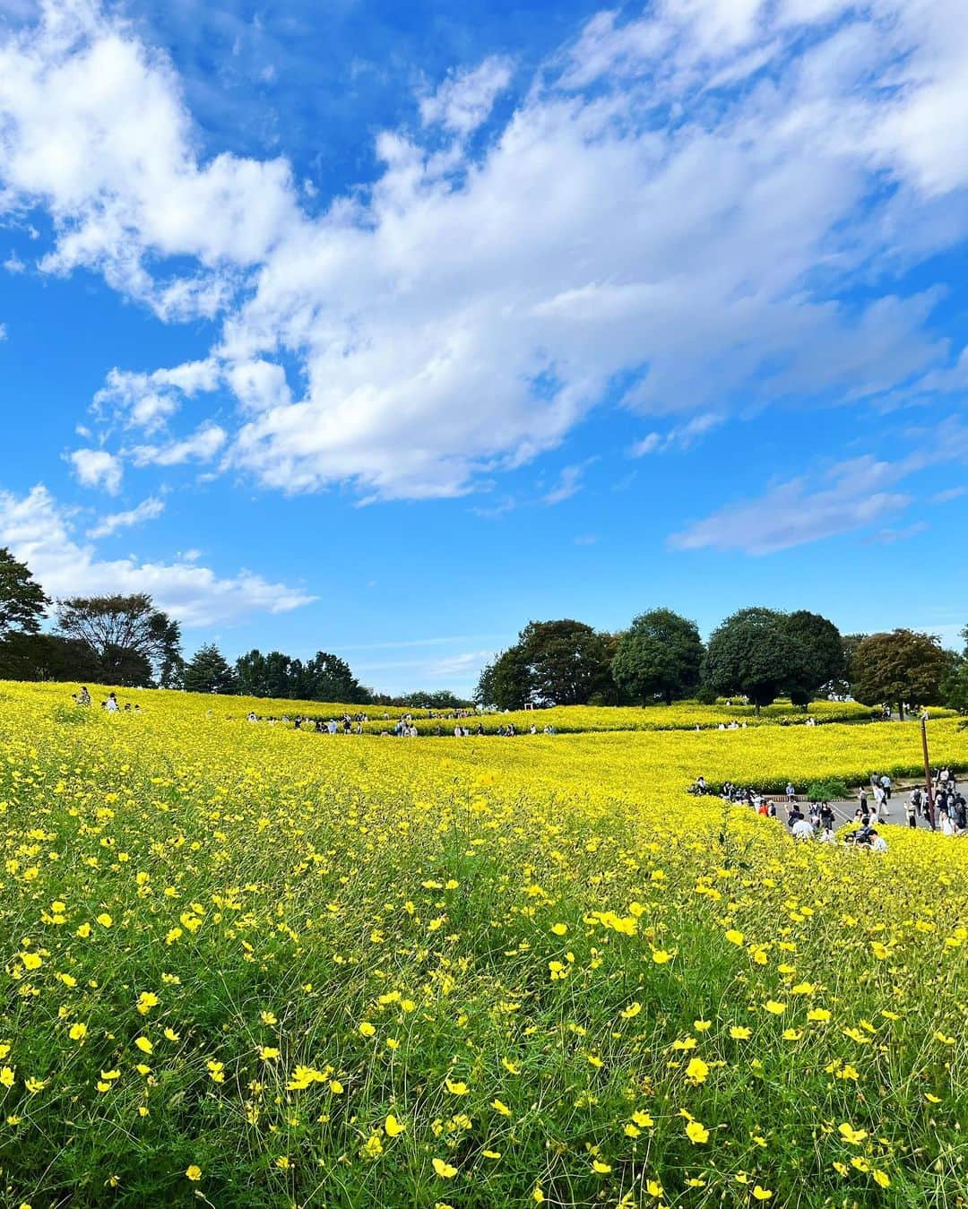 大寺かおりさんのインスタグラム写真 - (大寺かおりInstagram)「先週行った昭和記念公園💛 黄色いコスモスが満開で綺麗でした☺️ . コスコス畑の少し手前にある隈研吾さん設計の カフェにも寄ってみました☕️ いかにもー！な感じでした🪵 . 久しぶりに息子を高い高いをしたら めちゃくちゃ重くなっててビックリ😇 1秒キープするのもやっとでした。 本当すぐ大きくなっちゃうなぁ。 しみじみ。 . . ただいま体調を崩しておりましてお仕事関係の皆様に ご迷惑をおかけしております😢申し訳ありません。 . 体調不良で仕事を休んだのは多分この10年なかったので RSK時代に交通事故にあったとき以来かと。 (打撲&鼻の骨にヒビが入り1日休みをもらいました) . 来週の復帰に向けて、のんびり過ごしつつ (育児は休めないのでちょっと大変ですが🙂) 息子にたくさん癒してもらってます。 . #秋到来 #昭和記念公園 #男の子ママ #1y9m #子連れお出かけ #みんな大好き隈研吾先生 #カフェ」10月12日 18時46分 - kaori_ootera