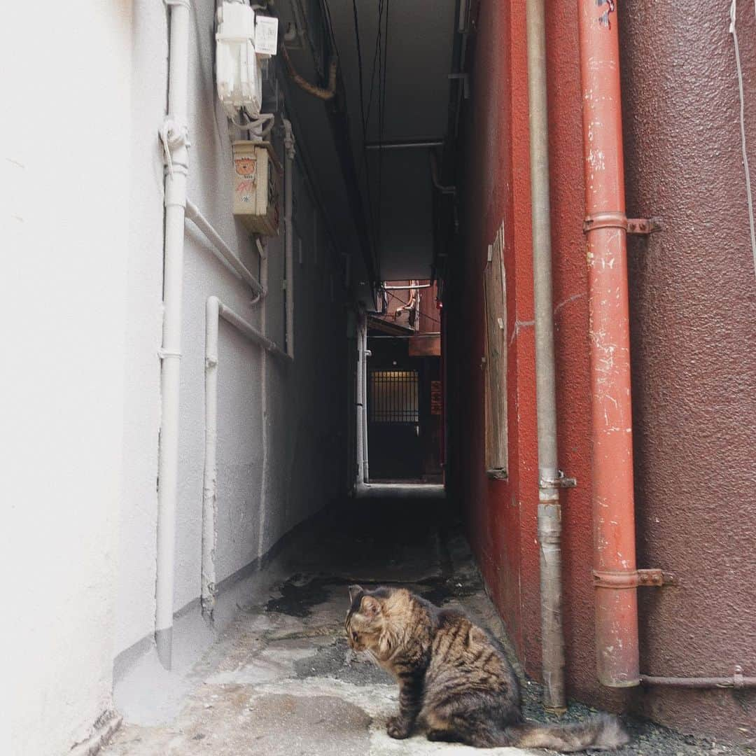 高園あずささんのインスタグラム写真 - (高園あずさInstagram)「📍長崎 / Nagasaki ( 軍艦島 ) 両親、妹も一緒に親子三世代旅行🛳️  1.2.3.4_ 初めての軍艦島へ。 クルーザーの中で軍艦島のストーリーを 少し学んで行ったからぐっと入り込んで見れた。 し、もっとこの島について知りたくなった。 映画もあるらしいから この島についてさらに知った上でまた行きたいな〜⚓️ なんて思わせられるくらい興味深い島。 いい時代やったんやろうなぁ。  台風の影響で上陸できなかったから またリベンジ！！💪🏼 お父さん嫌がるだろうけど（笑） 心都との写真が好き過ぎてココに記録。  5_ @chaisy_style  はじめての3人お揃い。🤍  6.7.8_ 思案橋横丁🍜  9.10_ 長崎ペンギン水族館 @_a_n_d_p_a_l_ のボーダーで三姉妹お揃い💛  子供たちが喜ぶ場所に 連れて行ってあげたい気持ちはもちろんなんだけど 孫が楽しそうな姿を見て微笑む親の顔を見ることが こんなにも幸せなんだって。  まだまだみんなでいろんな場所出かけようね、 お父さんお母さん！  #長崎 #軍艦島 #家族旅行 #三世代旅行  #azusatakazono_旅」10月12日 18時47分 - azusa_takazono