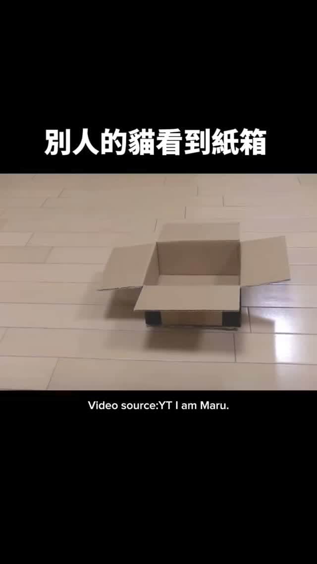 のインスタグラム：「貓咪遇到超小紙箱」