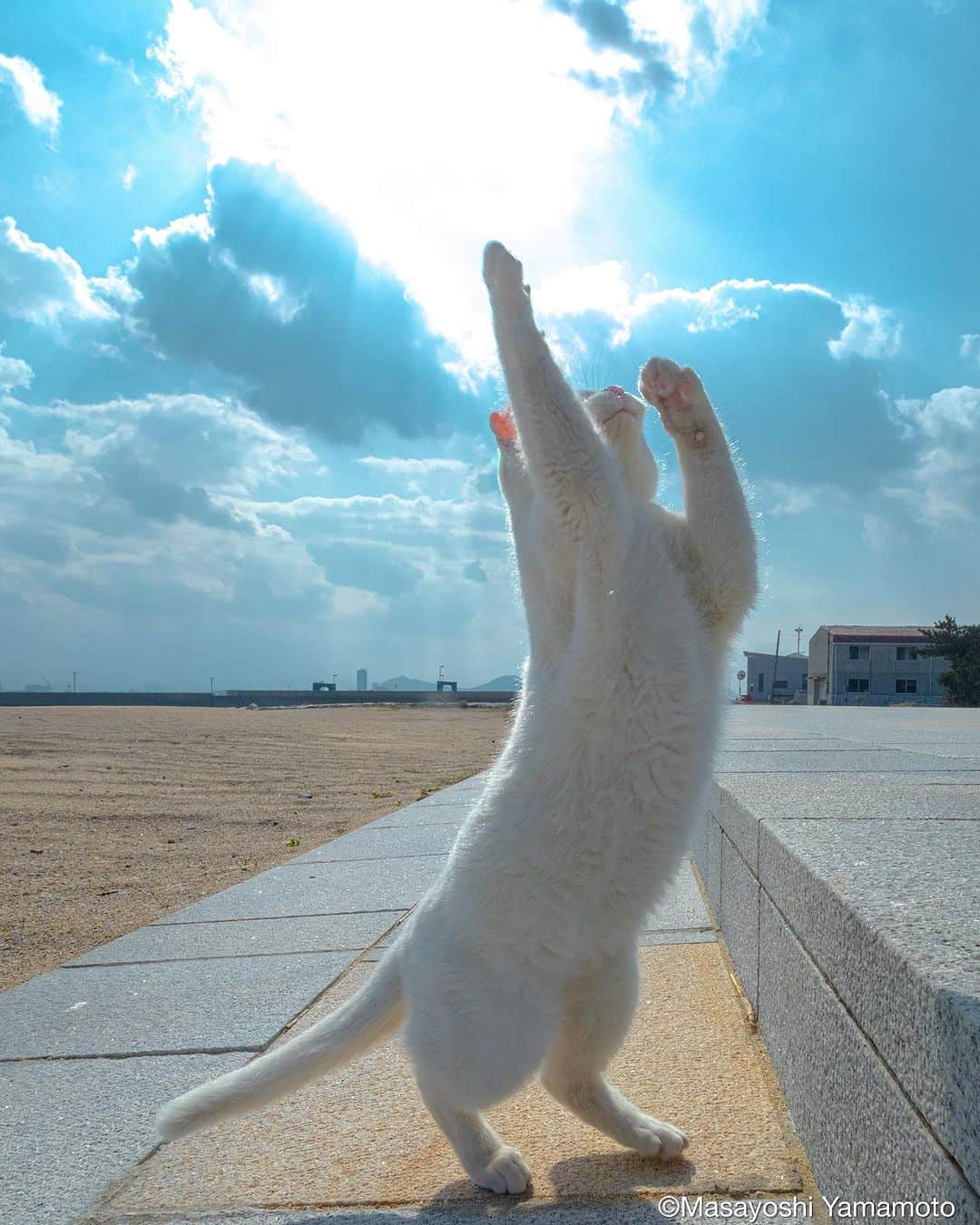山本正義のインスタグラム：「永遠の平和を願う✨🕊️  wish for a lasting peace ✨🕊️  #島猫 #ねこ #猫 #bestmeow #地域猫 #自由猫 #にゃんすたぐらむ #猫写真 #nekoclub #gato #peace #cats #kitten #catstagram #catstagram_japan #catsofinstagram  #catloversclub #catstagramcat #catworldwide #東京カメラ部 #貓 #pleasantcats #7catdays #my_eos_photo #9gag #yourshotphotographer #立ち猫 #cat #catlovers #usa」