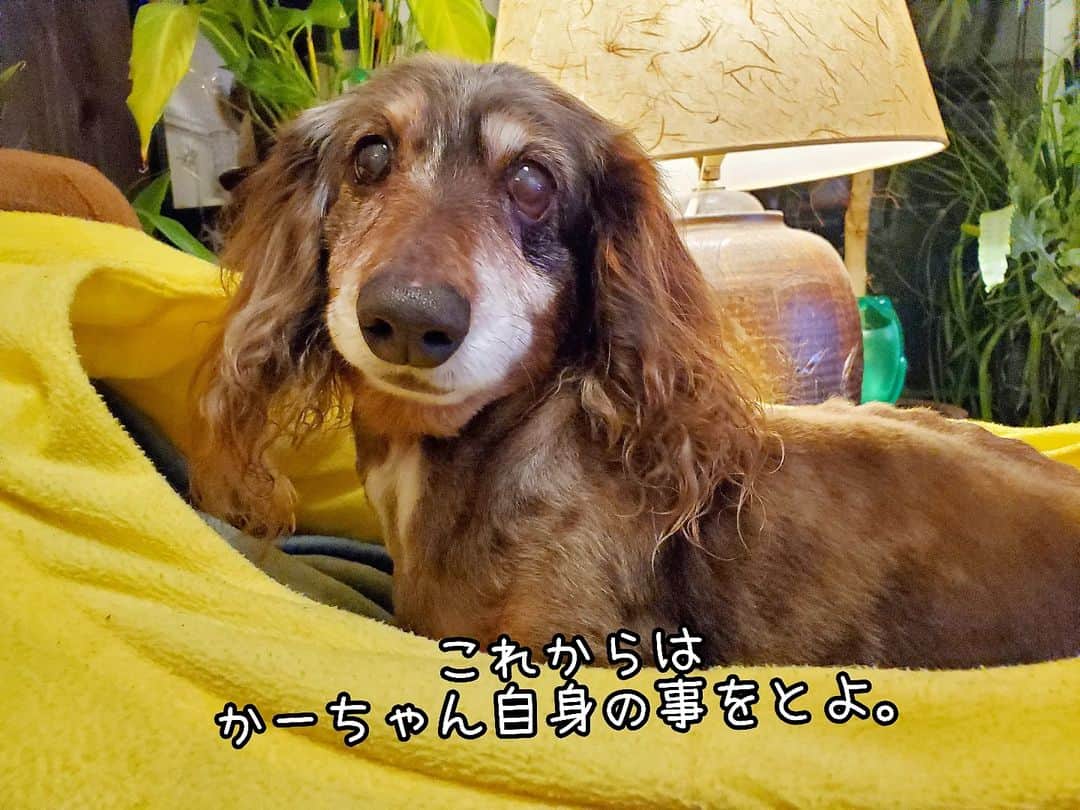 のインスタグラム：「セカンドオピニオンの結果。　 大丈夫とはならず（汗） でもある意味は大丈夫なのかな。 . まぁ、今後の為にやるべき事やる！ みたいなね！ 詳しくは本日の0時更新予定のブログに。 . . きっとホッピーがね 自分の体と向き合う時間をくれたのかなと。 . 診察中からそう思わずにいられなかった かーちゃんでありました。 . . . ●いつもの時間にブログ更新 【お留守番犬・ホッピーの日々】 . . . #虹の橋 #虹組 #18歳8ヶ月と6日🌈 . ・････━━━━━━━━━━━････・ #ダックスフンド #ダックス #ミニチュアダックス #チョコダップル #dachshund #dachs #dog #dogstagram  #instadog #高齢犬 #一人と一匹 #お留守番犬 #留守番犬 #dogwheelchair #失明犬 #お留守番犬ホッピーの日々 #老犬 #シニア犬 #老犬ダックス #老犬との暮らし #ハイシニア犬 #虹組🌈 #虹組2023 #2004年組 ・････━━━━━━━━━━━････」