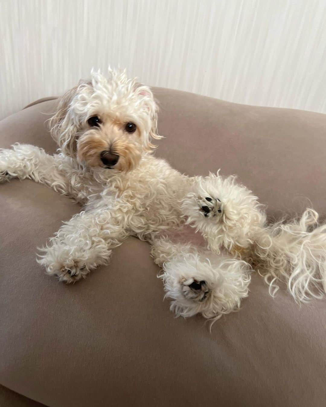 山田菜々さんのインスタグラム写真 - (山田菜々Instagram)「🕰️ 1.トリミング中の待ち時間🐾 2.トリミング後のゆきち😴 3.二子玉川おさんぽ🐕 4.冬眠から目覚めた白クマ🐻‍❄️ 5.わけわからん量のあんこ入りたい焼き🐟 6.前髪どうしたんだろうの日🙋🏻‍♀️ 7.ヨギボーを使いこなすこまち👑 8.ちょっと日焼けしたゆきち🐻(？) 9.パパがミスドでコーヒーこぼされた日😂☕️ 10.わたしの癒しスポット📕」10月12日 19時42分 - tannana.yamada