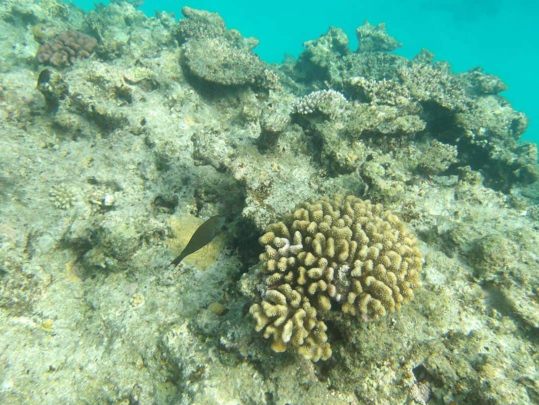 桜咲いおりのインスタグラム：「魚と泳いできた°･🐠🪸💞  #石垣島 #水中カメラ」