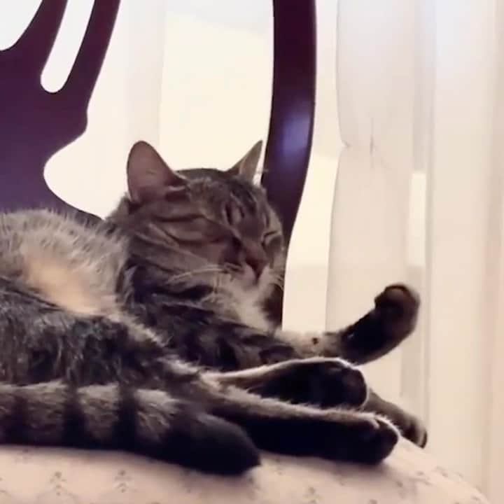 のインスタグラム：「How cats sleep in Italy 🤌🏼  #meowed #cutecat #cat #italy #paws」