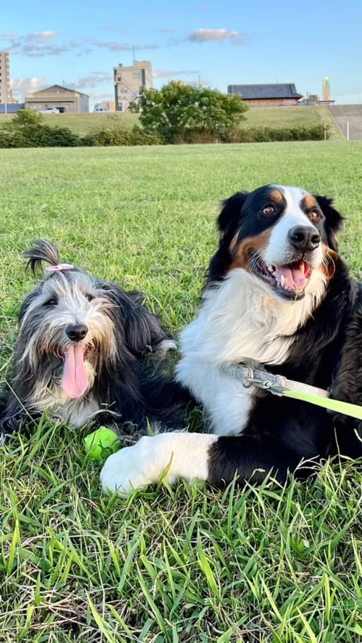 kei515yuのインスタグラム：「銀ちゃんと遊んだよ  She loves her friend.   #ビアデッドコリー #ビアディ #beardedcollie #akaribeardie #beardie #beardedcolliesofinstagram #puppydog #puppygram  #petscorner #insta_animaluy #dog_ofinstagram #insta_dogs #igdog #topdogphoto #repost_ezyjp #weeklyfluff #dog_features #excellent_dogs #pecoいぬ部 #飛鳥犬舎」