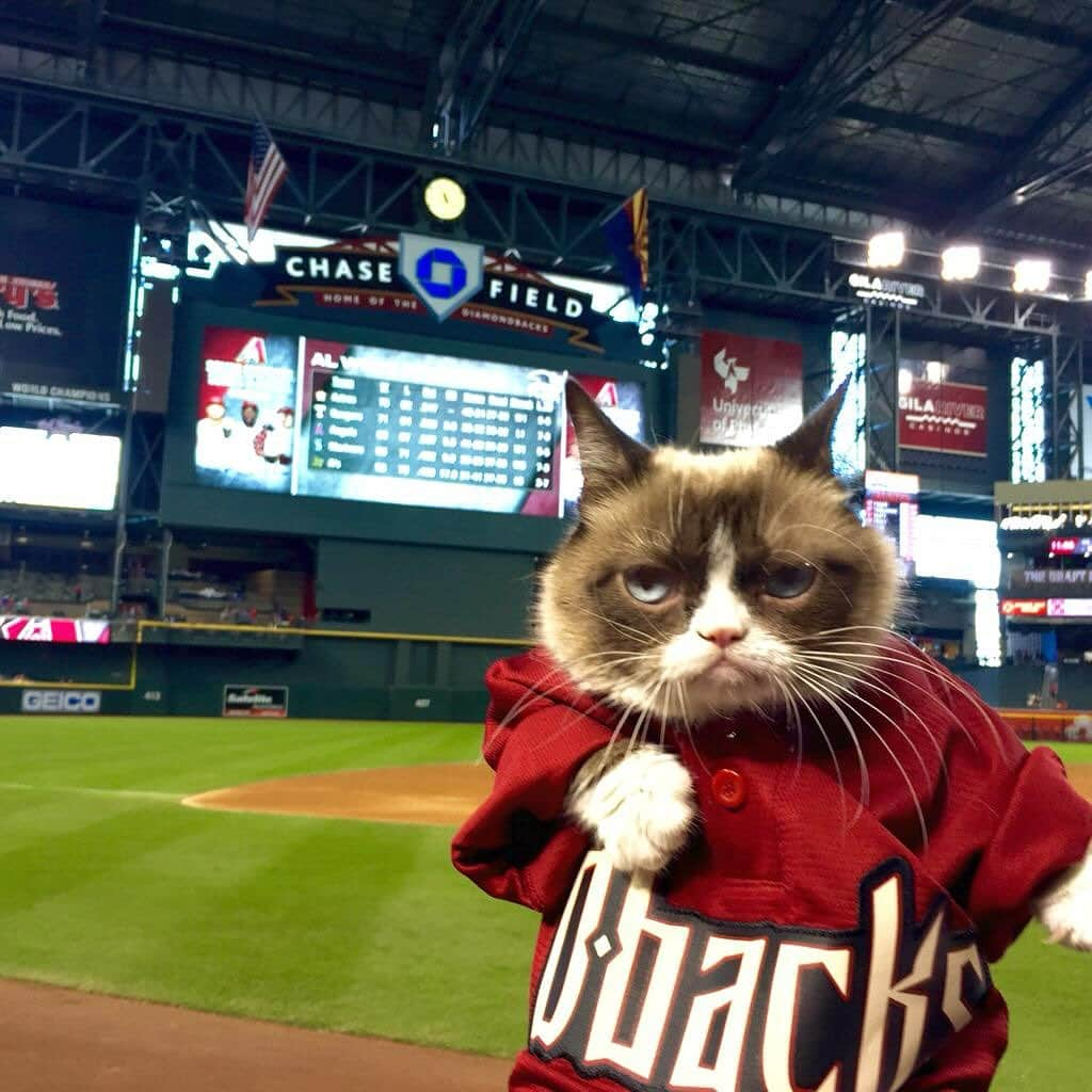 Grumpy Catさんのインスタグラム写真 - (Grumpy CatInstagram)「Definitely not an awful #Postseason @Dbacks  ⚾️😾🍾」10月12日 13時09分 - realgrumpycat