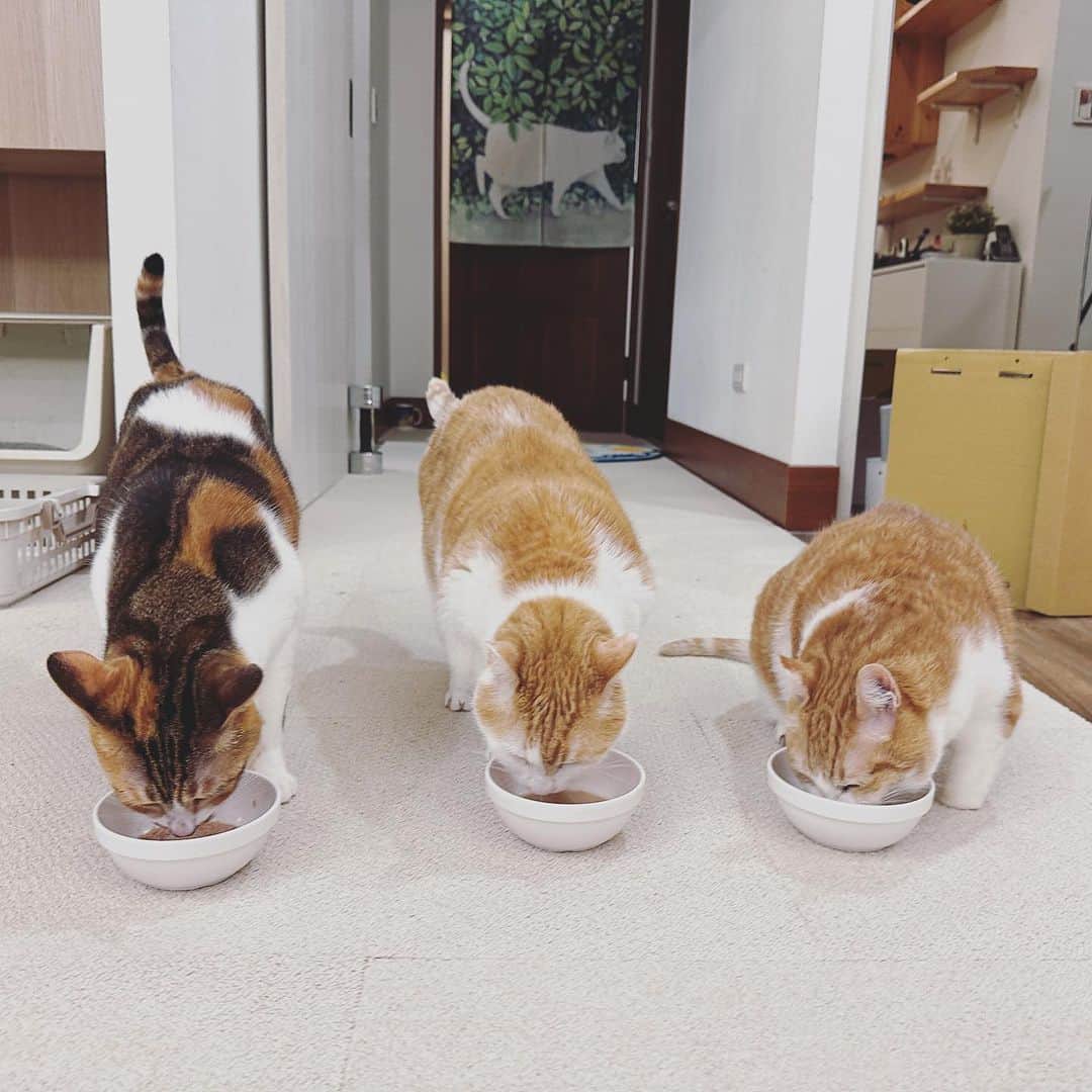 のインスタグラム：「三隻驚人的身形差距，鳥瞰圖才看得出來⋯  #是壯不是胖  #一定是鏡頭的錯」