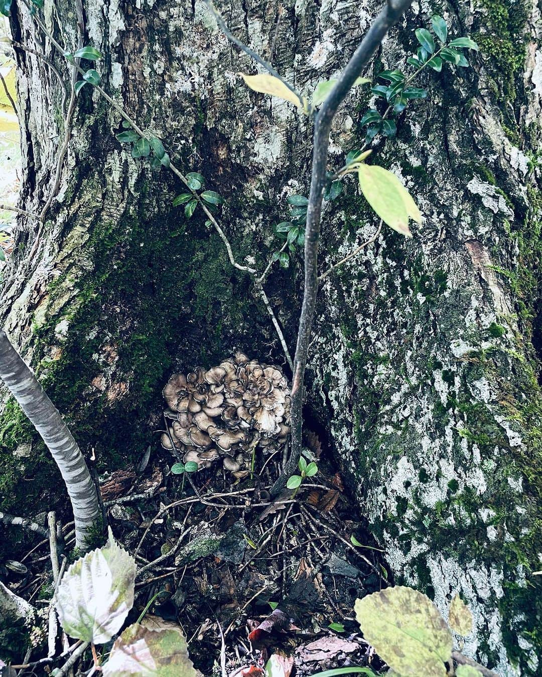 真藤舞衣子さんのインスタグラム写真 - (真藤舞衣子Instagram)「十和田湖2日目。 ヒメマスの採卵現場を見学させてもらったり、きのこや栗拾いなどして、調理開始。 粉物たくさん作りました、この辺りの地粉が美味しくて、粉を買って帰ろうかと思う！  さもだし、舞茸のパスタに栗をたーっぷりのせてレモンをキュっと搾ったパスタ、自画自賛、最高でした笑  自然の恵みに感謝します。  彌生さんの美しい佇まいにうっとり。  #十和田の暮らし十和田の料理」10月12日 14時12分 - maikodeluxe