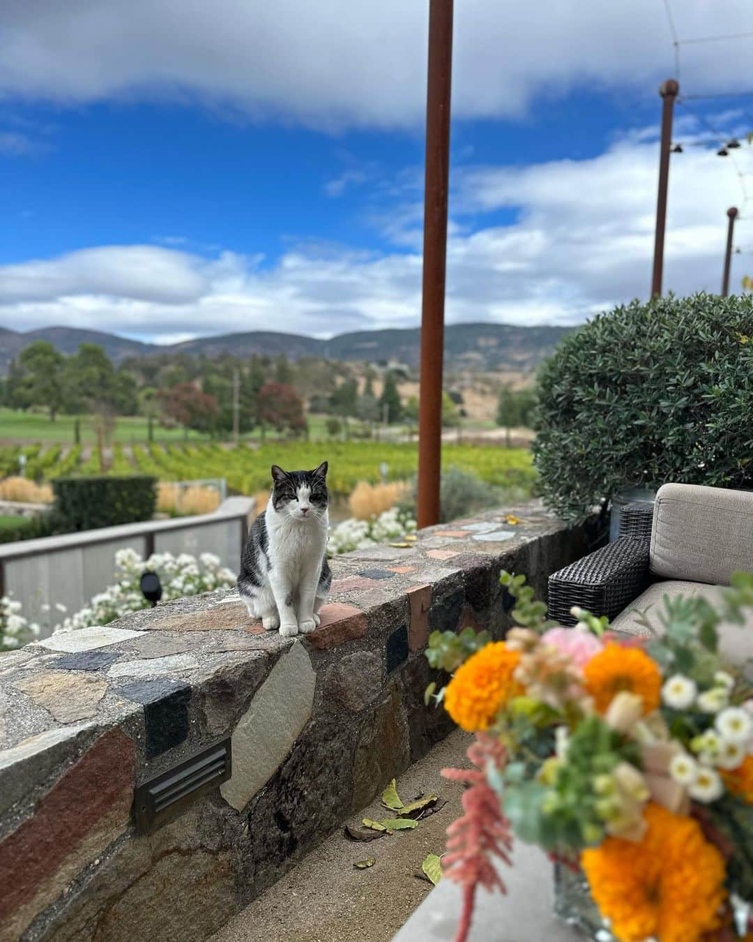 オム・ジウォンさんのインスタグラム写真 - (オム・ジウォンInstagram)「#napavalley  #yountville」10月12日 14時23分 - umjeewon