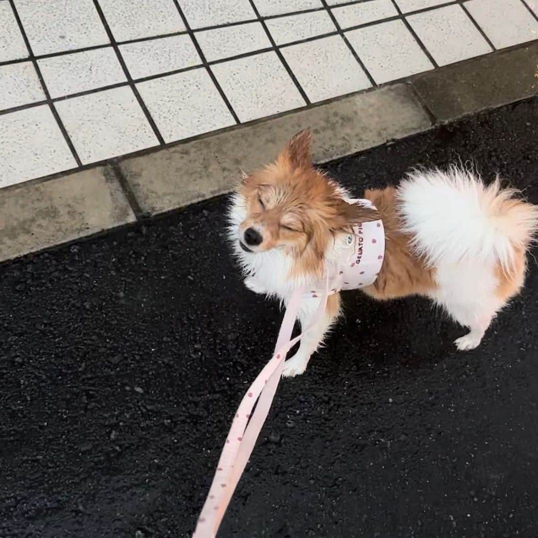 吉川愛のインスタグラム：「☺︎ 一昨日、お散歩中土砂降りになって 歩けなくなったロムしゃん🦊」