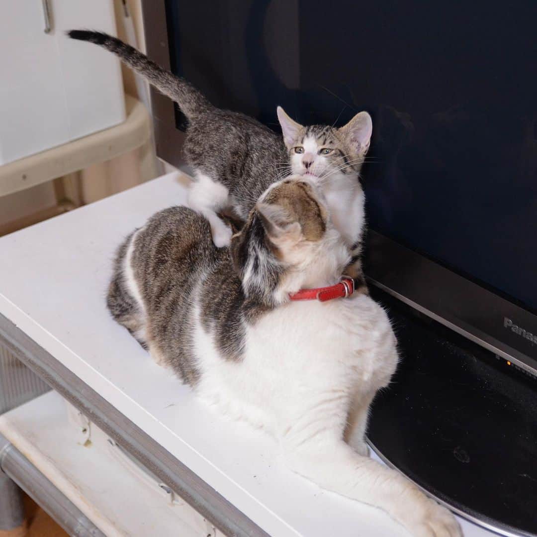 やふさんのインスタグラム写真 - (やふInstagram)「くんくん…耳クセェな！ ヒギャー💢 仲直り . #cat #neko #catlovers #catsofinstagram #catstagram #instacat #猫 #ねこ #ネコ #保護猫 #京太」10月12日 20時19分 - kyafy