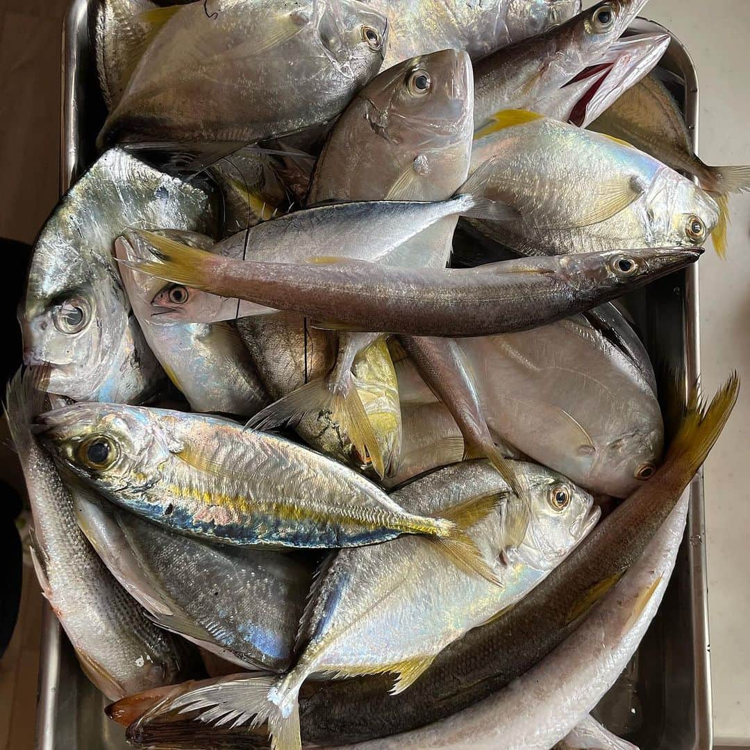 ハルペイさんのインスタグラム写真 - (ハルペイInstagram)「😳 お魚スケッチからのお刺身😆 これなんて言う魚かわかるー？ 地曳の漁師さんからザバーっと一袋😂 あれこれ大量で400円😆✨ さばくのに数時間かかったけど色々なんだかもわからないのもあったけど、 新鮮だから最高🥰❤️ #海の恵み#海の幸 #お魚#魚 #fish🐟 . #harupei#ハルペイ#doodle#draw#drawing#illustrator#illustration#japan#絵#雑貨#湘南#イラスト#イラストレーター#ゆるい」10月12日 20時16分 - harupeipei