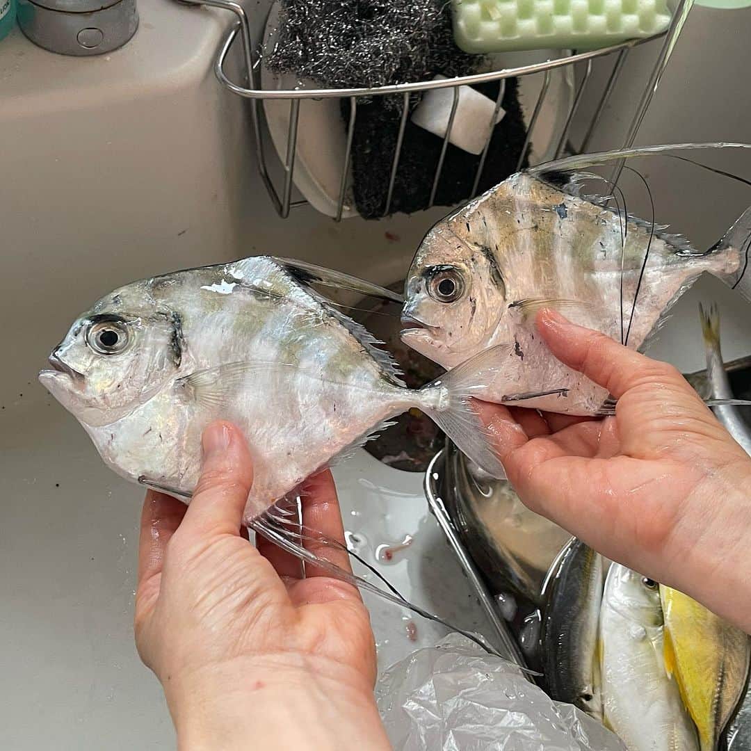 ハルペイさんのインスタグラム写真 - (ハルペイInstagram)「😳 お魚スケッチからのお刺身😆 これなんて言う魚かわかるー？ 地曳の漁師さんからザバーっと一袋😂 あれこれ大量で400円😆✨ さばくのに数時間かかったけど色々なんだかもわからないのもあったけど、 新鮮だから最高🥰❤️ #海の恵み#海の幸 #お魚#魚 #fish🐟 . #harupei#ハルペイ#doodle#draw#drawing#illustrator#illustration#japan#絵#雑貨#湘南#イラスト#イラストレーター#ゆるい」10月12日 20時16分 - harupeipei