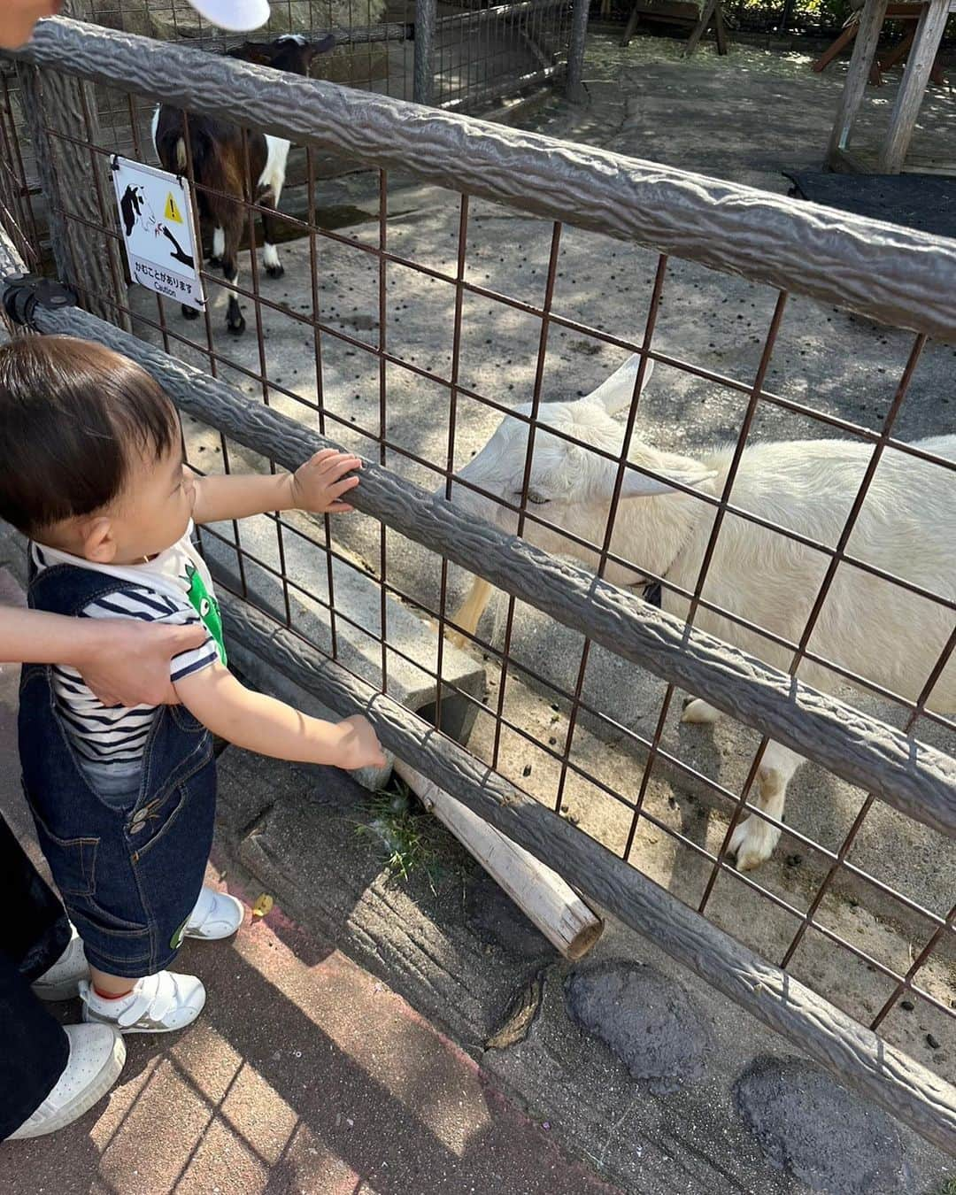 三島ゆかりさんのインスタグラム写真 - (三島ゆかりInstagram)「ボーダーとデニムで息子とリンクコーデしました🫶☺️ この日は基本夫がベビーカーを押してくれて私はヒップシートをつけて、ふれあいゾーンはベビーカーから降ろして自由に歩かせてたので危ない所に行きそうになったら抱っこ🤱 ウォーキングサファリではずっとベビーカーに乗せていたから抱っこはしてないけど、1日中結構歩いたのもあってか翌日から腰痛が、、 もう若くないということを思い知らされるよね💦  息子は動物にはまだあまり興味は無さそうで、ただただ歩き回るのが楽しいみたいな😂 土や草や葉っぱに触れて笑ってました🥰 記念写真を撮ろうと色んなフォトスポットで挑戦したんですが、すぐ逃げられちゃうのでなかなか難しい1歳5ヶ月👶 最近早歩きがもう走ってるよな？？ってくらい早く駆け寄ってくるようにもなり可愛さは増し増しです💕🥹  ちょうどいいタイミングで寝てくれたおかげで大人もゆっくりお昼ご飯が食べられて、起きてからお昼食べさせました🍚 お土産で音のなるパンダの長いぬいぐるみを買って帰りましたがこのぬいぐるみが大ヒットで家で今めちゃくちゃ遊んでる🐼❤️ 長いからこのパンダでつつかれるのが嬉しいらしく、ツン！って言ったら爆笑しててもっとやってって持ってきてこっちの手を掴んで渡してくるww🤣 最近は絵本も読んでほしいとママやパパに持ってきて手渡ししてくるの😍 成長してる〜〜〜✨✨ 生まれた時からずっと可愛いけど、可愛いが更新されていくって本当ですね👏  #1歳5ヶ月 #男の子ベビー #男の子ママ #白浜旅行 #アドベンチャーワールド #和歌山 #和歌山観光 #子連れ旅行 #パンダ #ぬいぐるみ #絵本 #手渡し #成長 #歩きたいお年頃 #腰痛 #ヒップシート #三島ゆかり #動物 #ふれあい #自然 #かわいい」10月12日 15時19分 - apple340