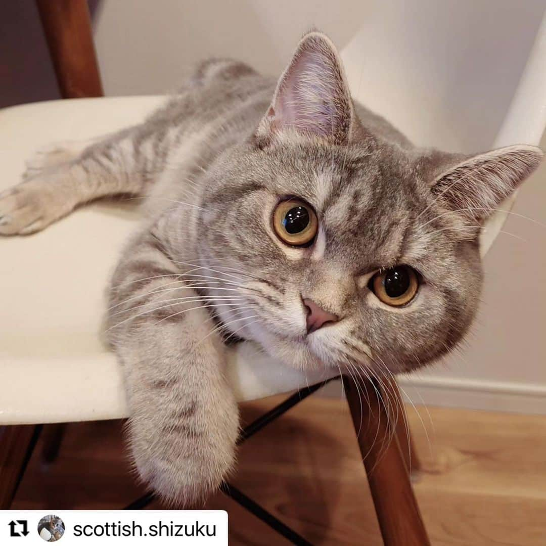 【公式】いぬのきもち・ねこのきもちのインスタグラム：「#Repost @scottish.shizuku さんのしずくちゃん。  もちもちホッペ と ふわふわオテテ  触らせてくれないかなぁ❓  ハッシュタグ #いぬのきもち #ねこのきもち に投稿いただいた可愛い写真をご紹介しています！ 「いぬのきもちWEB　MAGAZINE」、「ねこのきもちWEB MAGAZINE」でもご紹介させていただくことも！  -------------------  .  #ねこ #猫  #ねこすたぐらむ #ねこのきもち #ねこ好き #ねこと暮らす #ねこ好きさんと繋がりたい #猫好きな人と繋がりたい #猫がいる生活 #猫と暮らす#猫好き #cat #catstagram #catsofinstagram #cats_of_instagram  #scottishfold #スコティッシュフォールド」