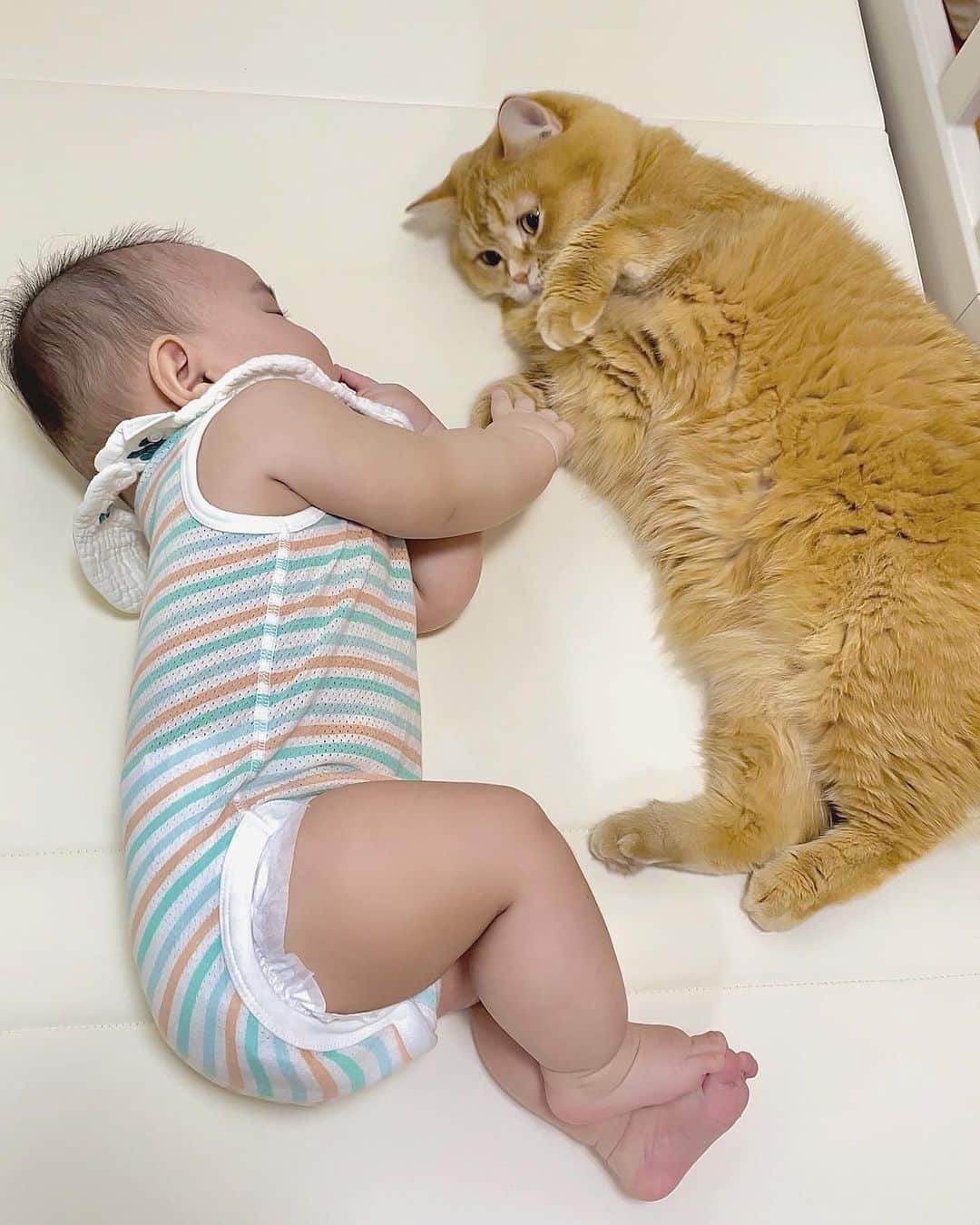 花王 メリーズ Merriesのインスタグラム：「同じくらいのサイズ感の猫ちゃん😺と赤ちゃん👶 . 仲良く手をつなぐ姿に癒されますね💓 . これから赤ちゃんが成長して、 サイズの対比が変わっていくのも楽しみですね🥰 . こちらの素敵なお写真は @babymaru_10 さんのお写真です @babymaru_10さまのアカウントはとっても素敵なお写真ばかりですので、みなさんもぜひご覧になってみてくださいね😍 --------------------------------------------------- 花王の赤ちゃん用品ブランド「メリーズ」公式アカウントです👶 . 「#メリーズ」「#メリーズファーストプレミアム」で投稿いただいた中から素敵なお写真をご紹介していますので、ぜひ投稿してみてくださいね✨ . 新発売！メリーズで繊細な肌に５つ星のやさしさを🎵 --------------------------------------------------- . . #メリーズファーストプレミアム #赤ちゃん #ベビー #成長記録 #子育て #子育てグラム #赤ちゃんのいる生活 #新米ママ #プレママ #ママカメラ #親バカ部 #ハイハイ #赤ちゃんのいる暮らし #赤ちゃん写真 #赤ちゃん動画 #ベビスタグラム #0歳 #1歳 #2歳 #育児 #育児あるある #ベビーフォト #ベビーグッズ #オムツ #オムツ姿 #育児グッズ #👶」